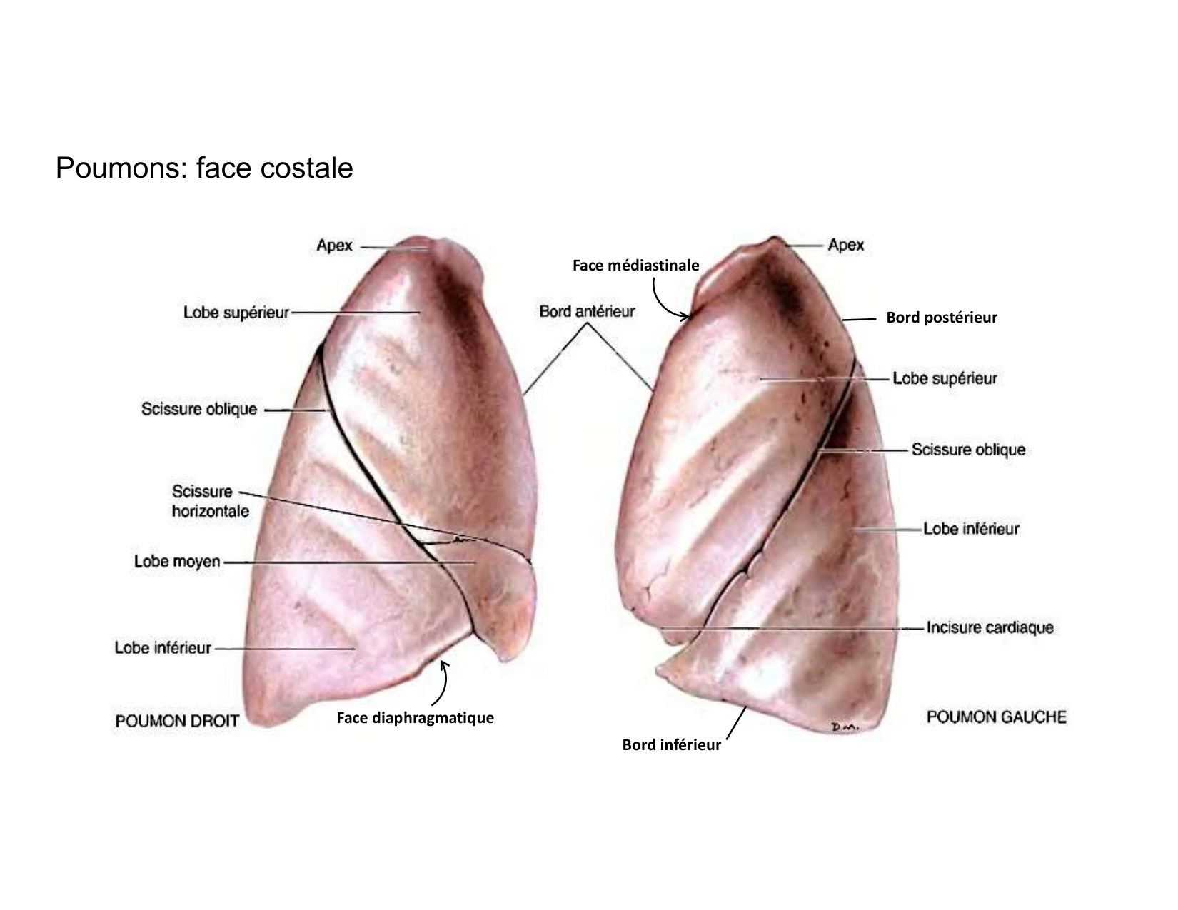 Anatomie pulmonaire 2025 2026 page 21