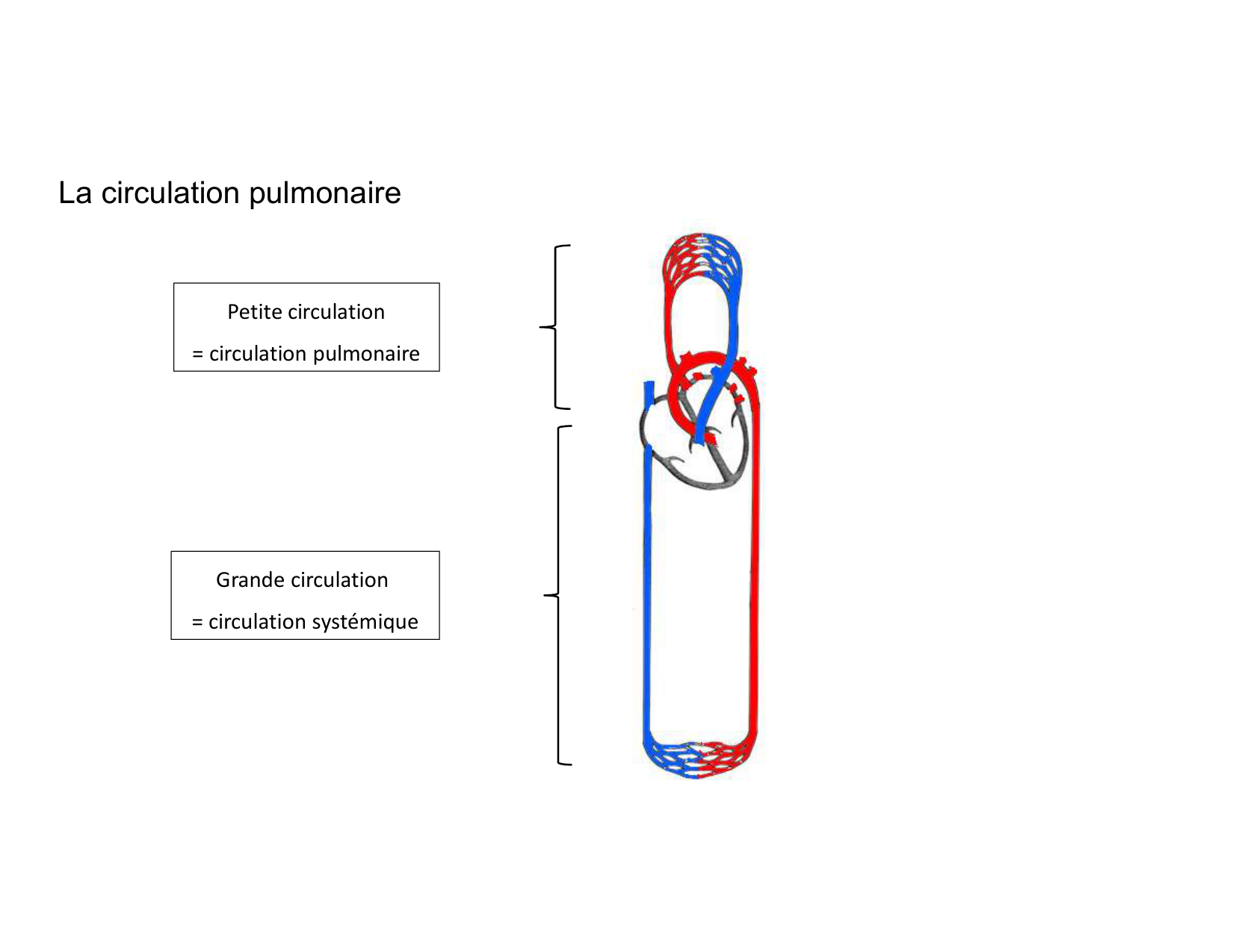 Anatomie pulmonaire 2025 2026 page 26