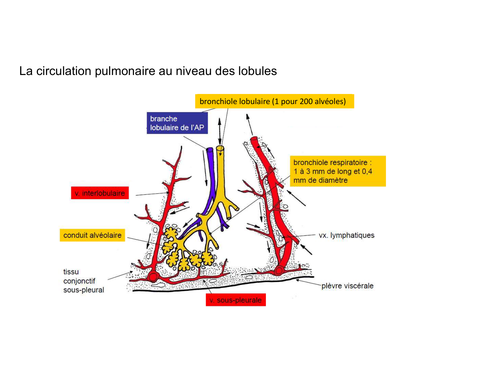Anatomie pulmonaire 2025 2026 page 28