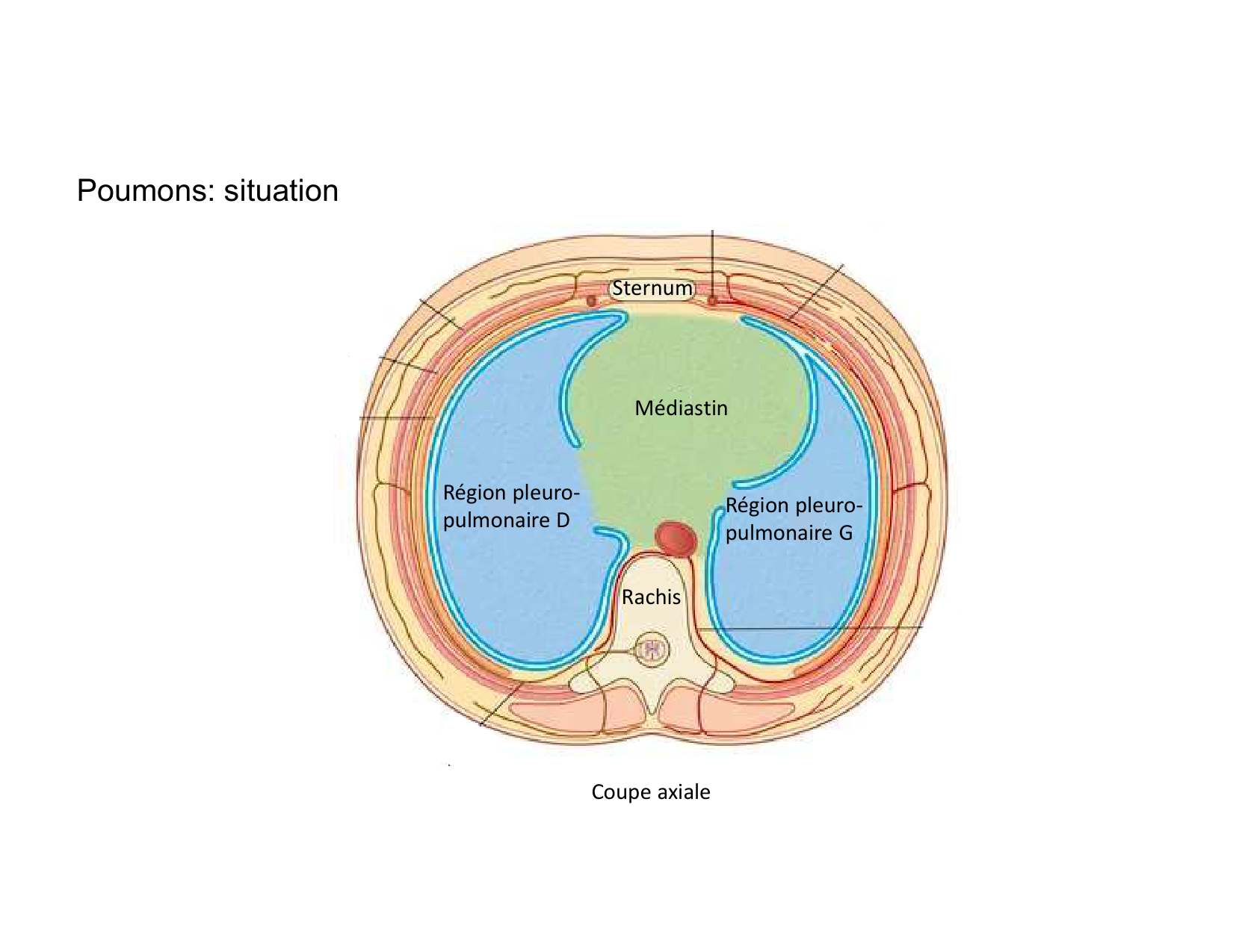 Anatomie pulmonaire 2025 2026 page 31