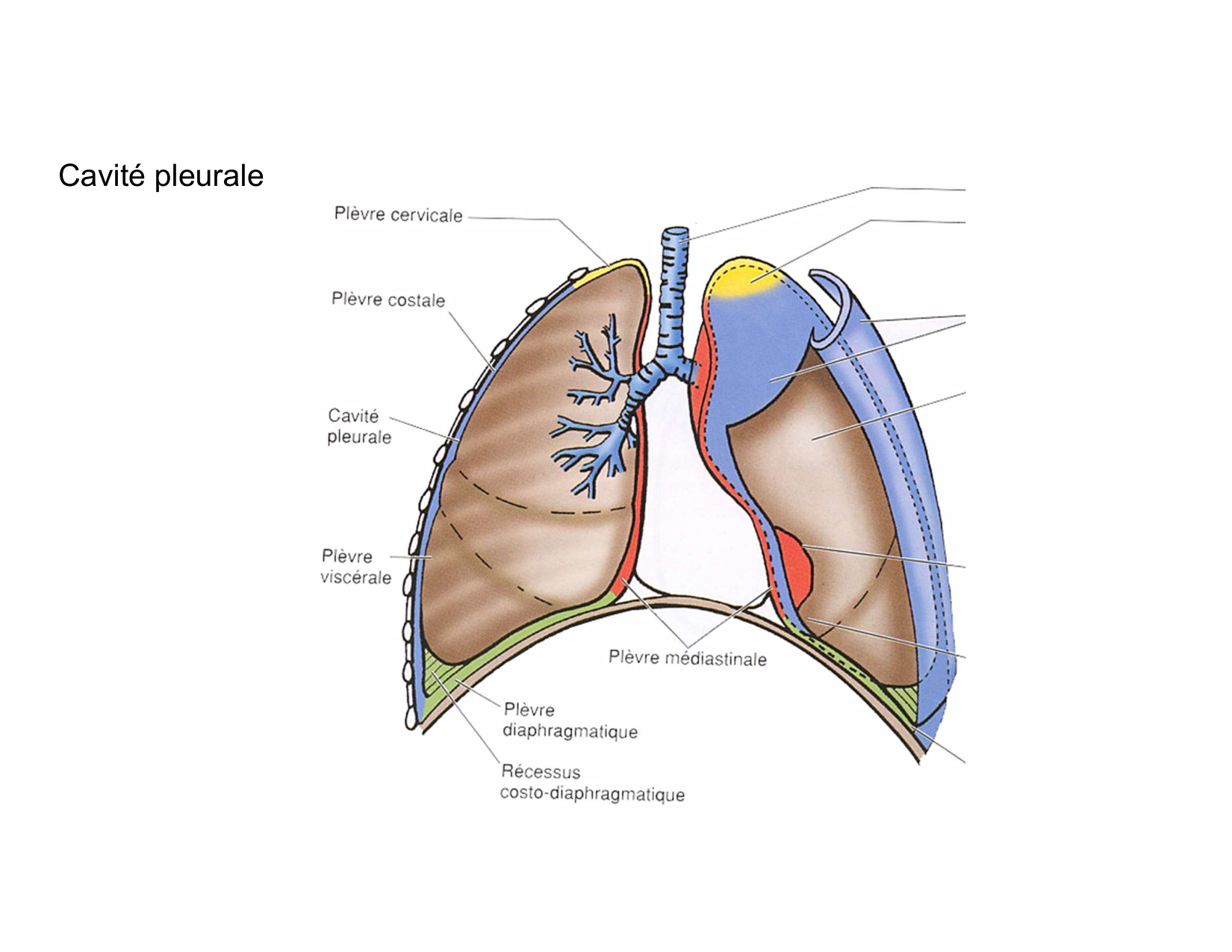 Anatomie pulmonaire 2025 2026 page 36