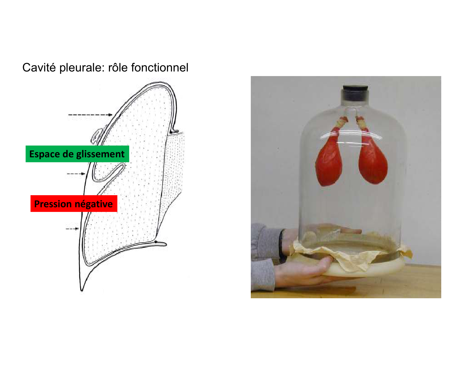 Anatomie pulmonaire 2025 2026 page 37