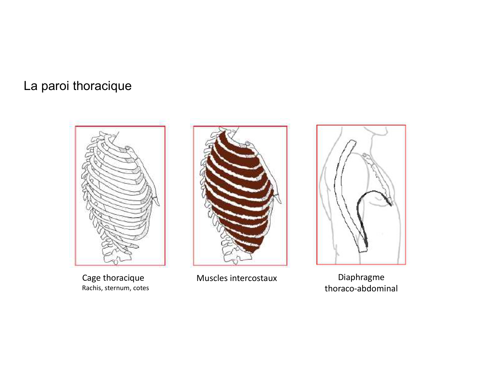 Anatomie pulmonaire 2025 2026 page 40