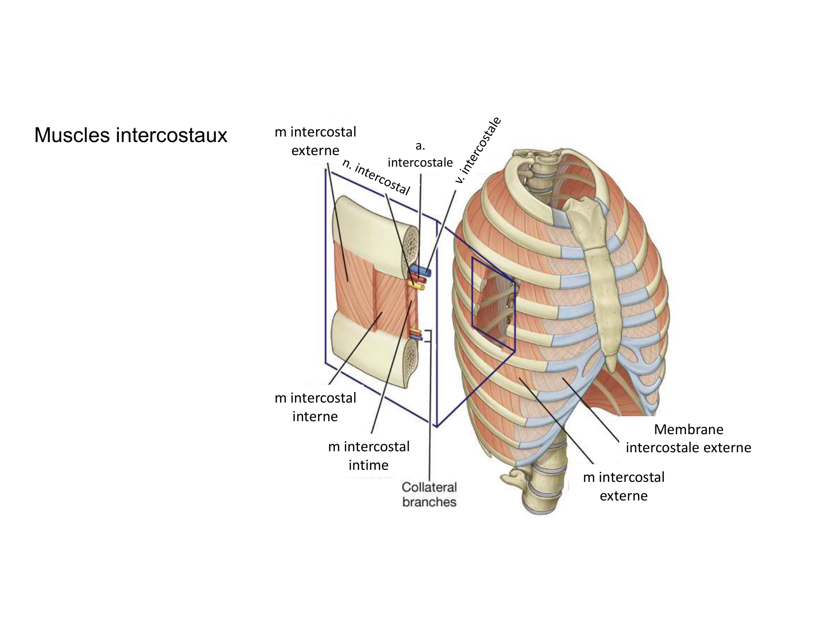 Anatomie pulmonaire 2025 2026 page 42