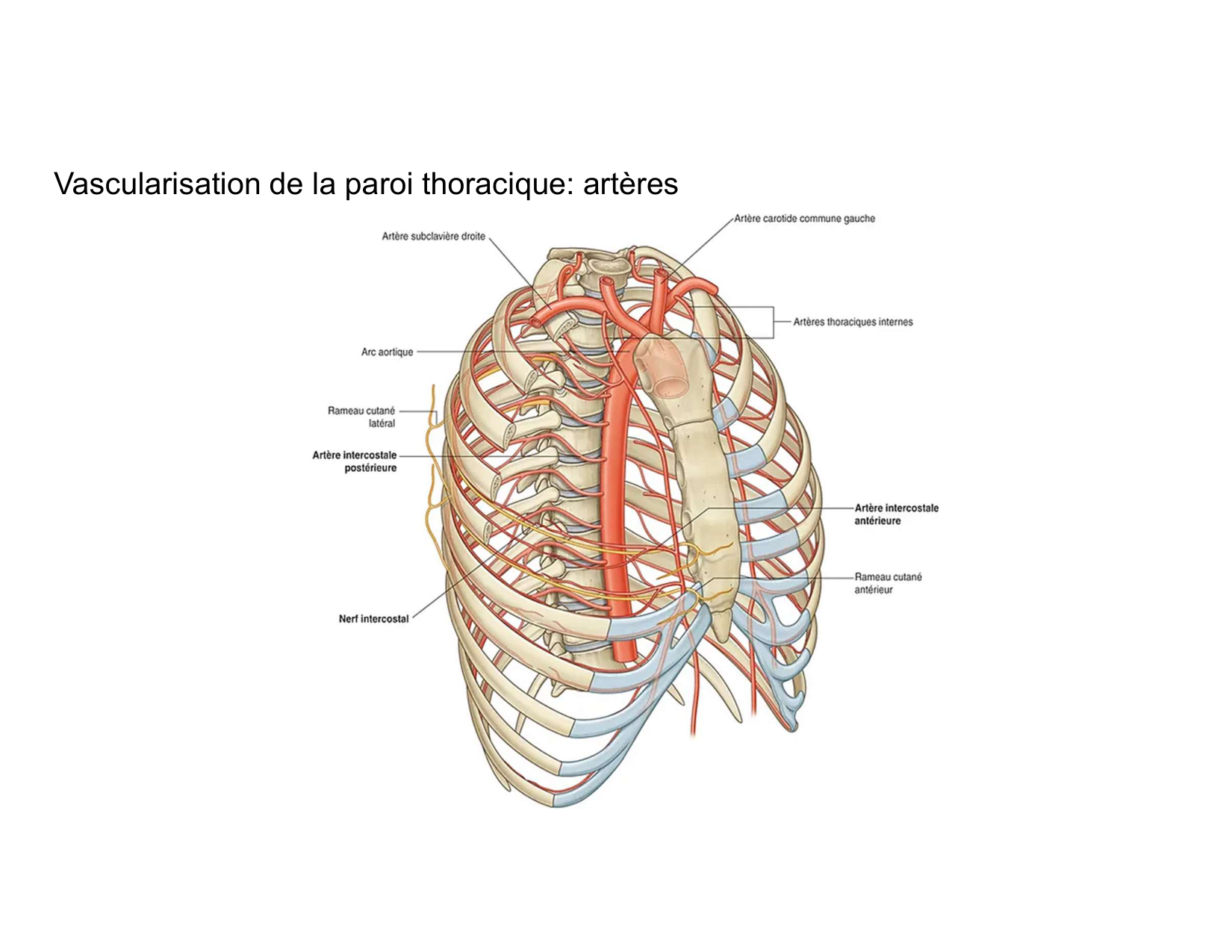 Anatomie pulmonaire 2025 2026 page 45