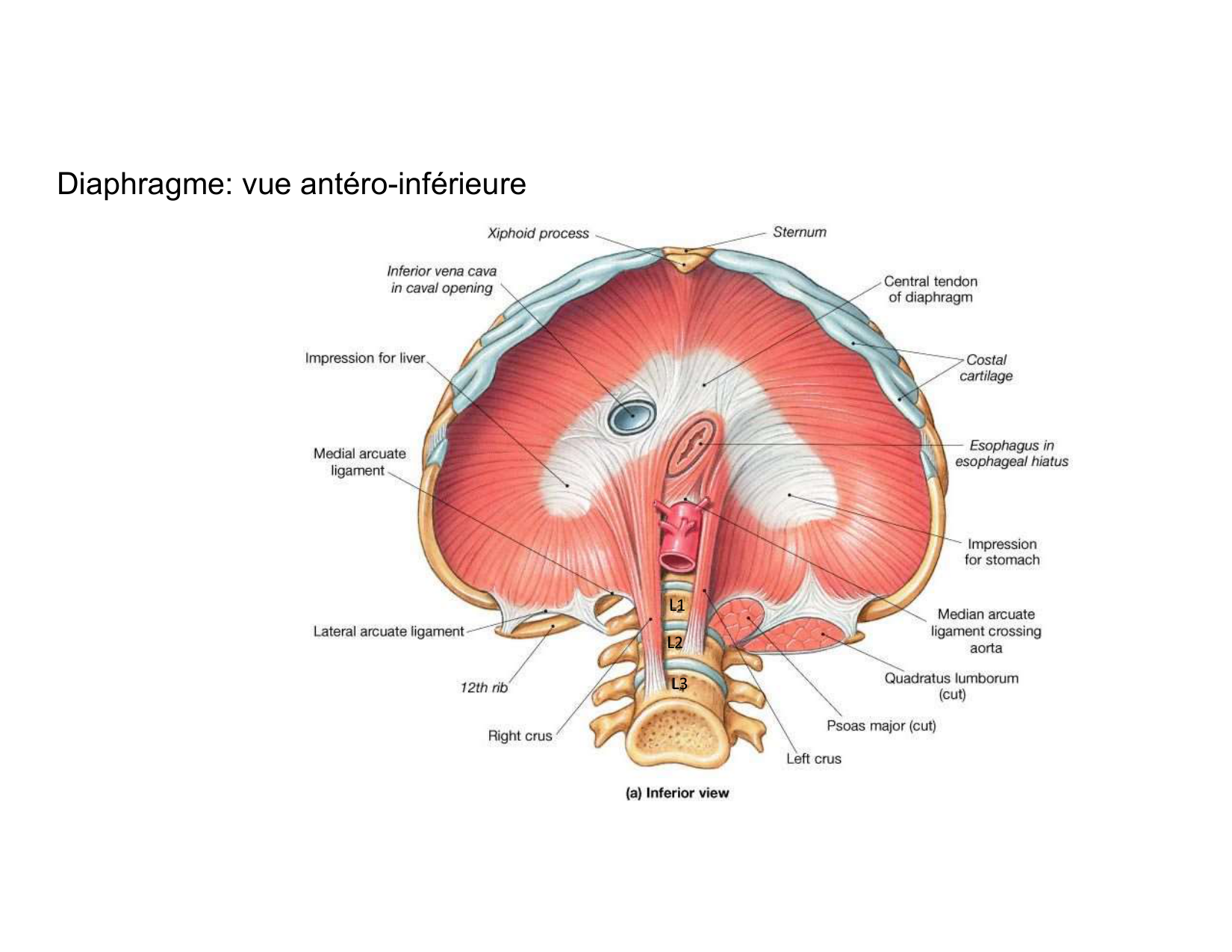 Anatomie pulmonaire 2025 2026 page 51