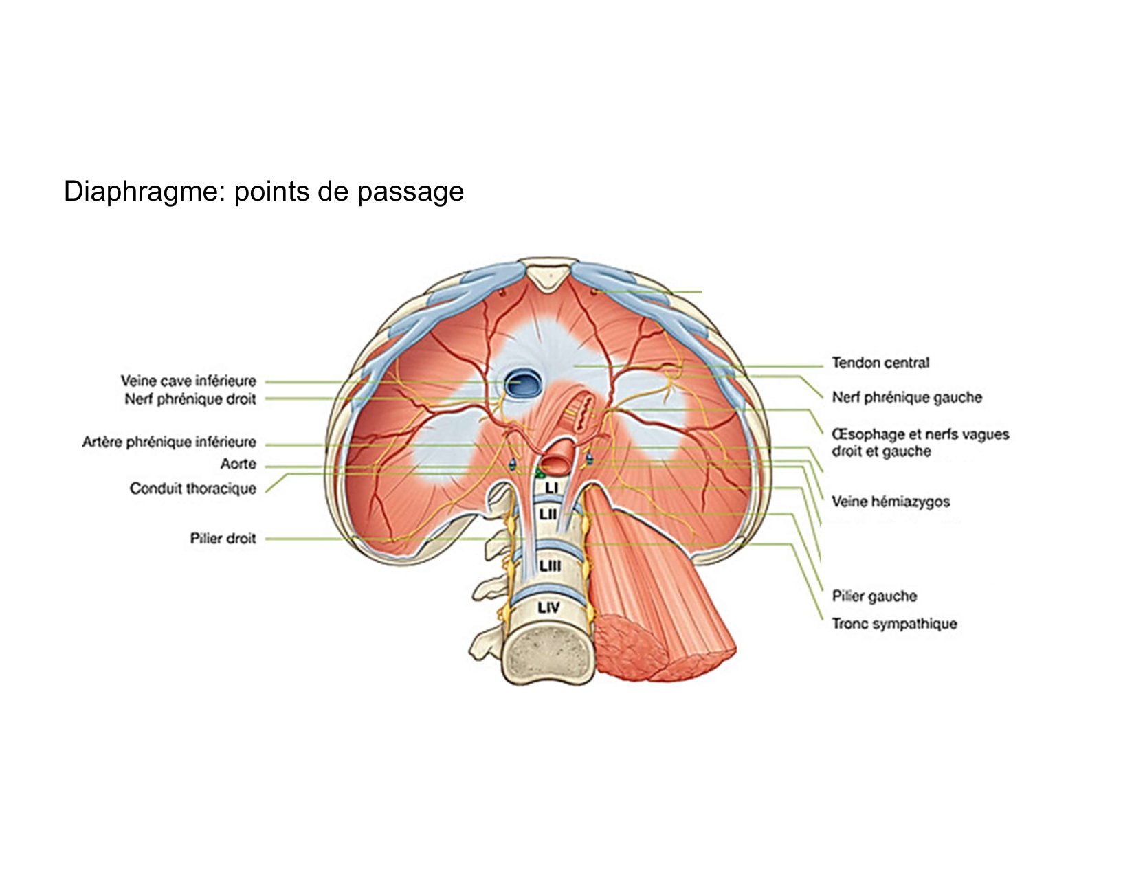 Anatomie pulmonaire 2025 2026 page 52