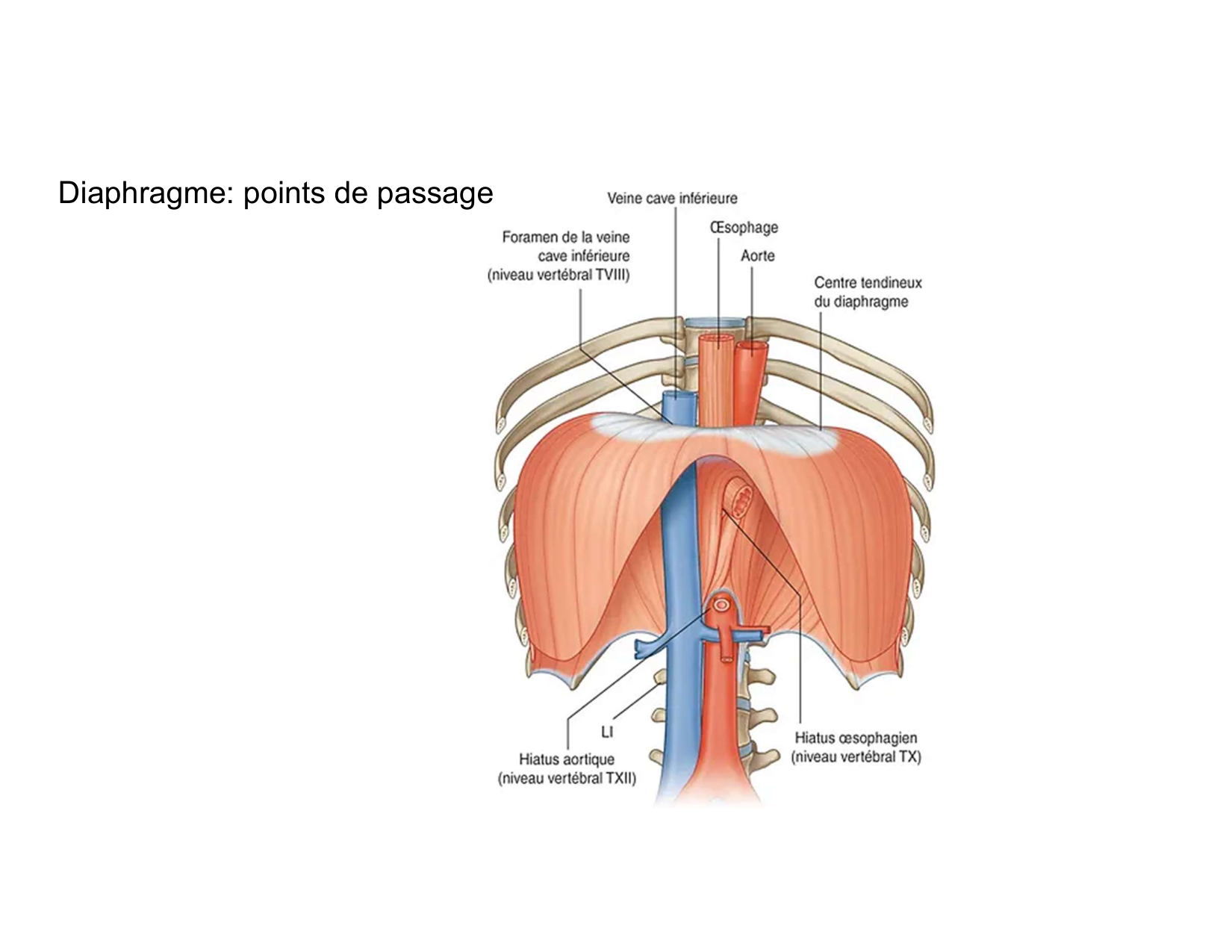 Anatomie pulmonaire 2025 2026 page 53