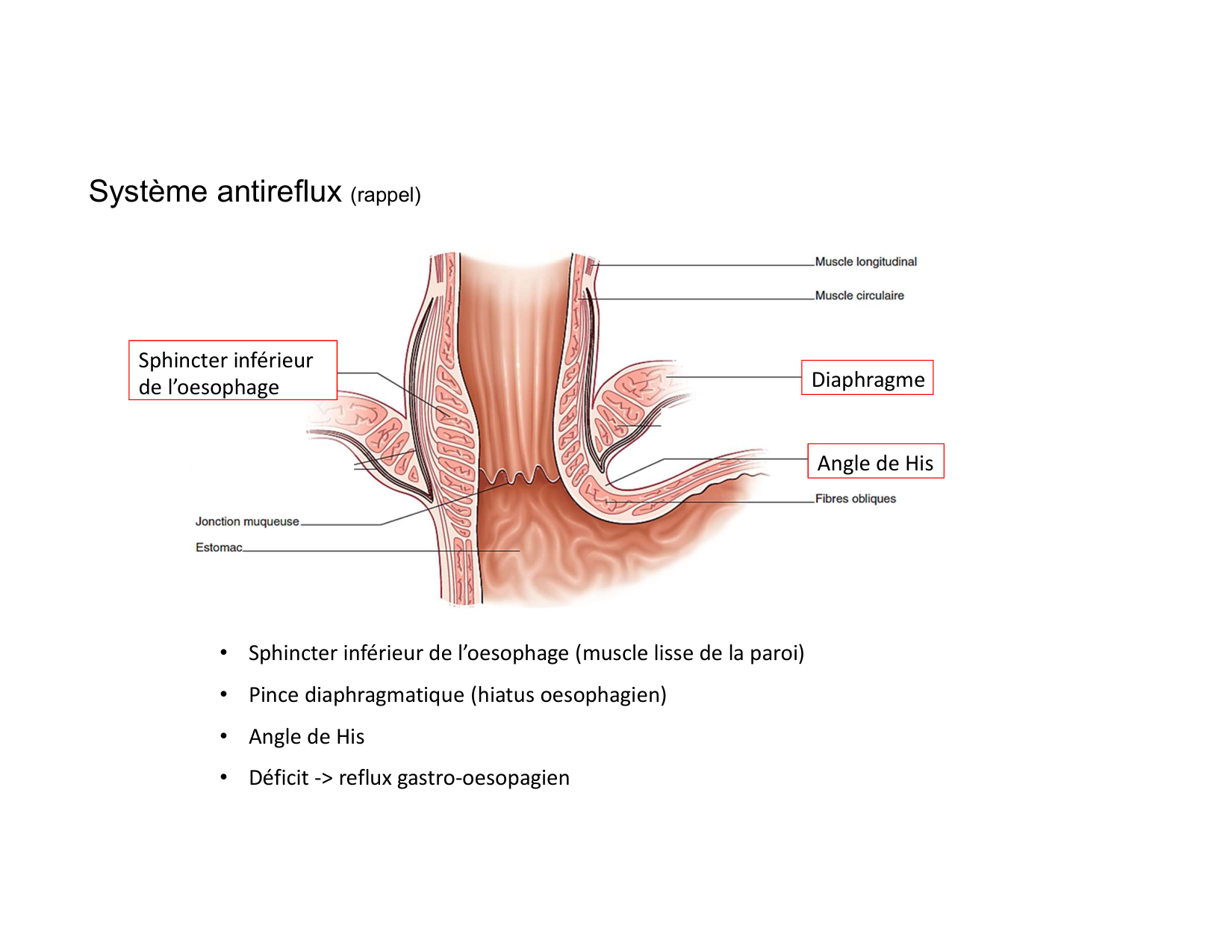 Anatomie pulmonaire 2025 2026 page 54