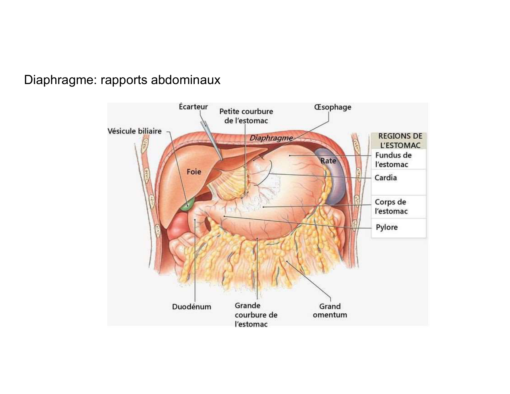 Anatomie pulmonaire 2025 2026 page 57