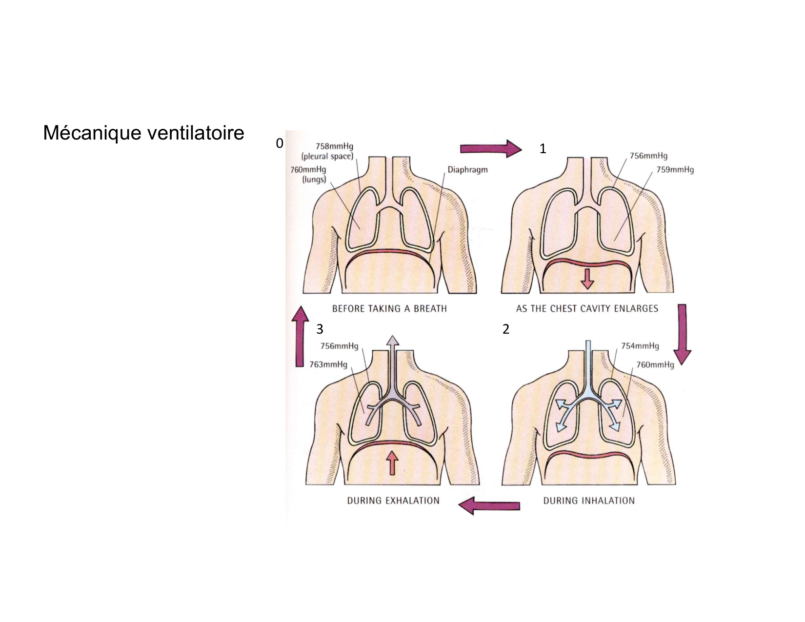 Anatomie pulmonaire 2025 2026 page 63