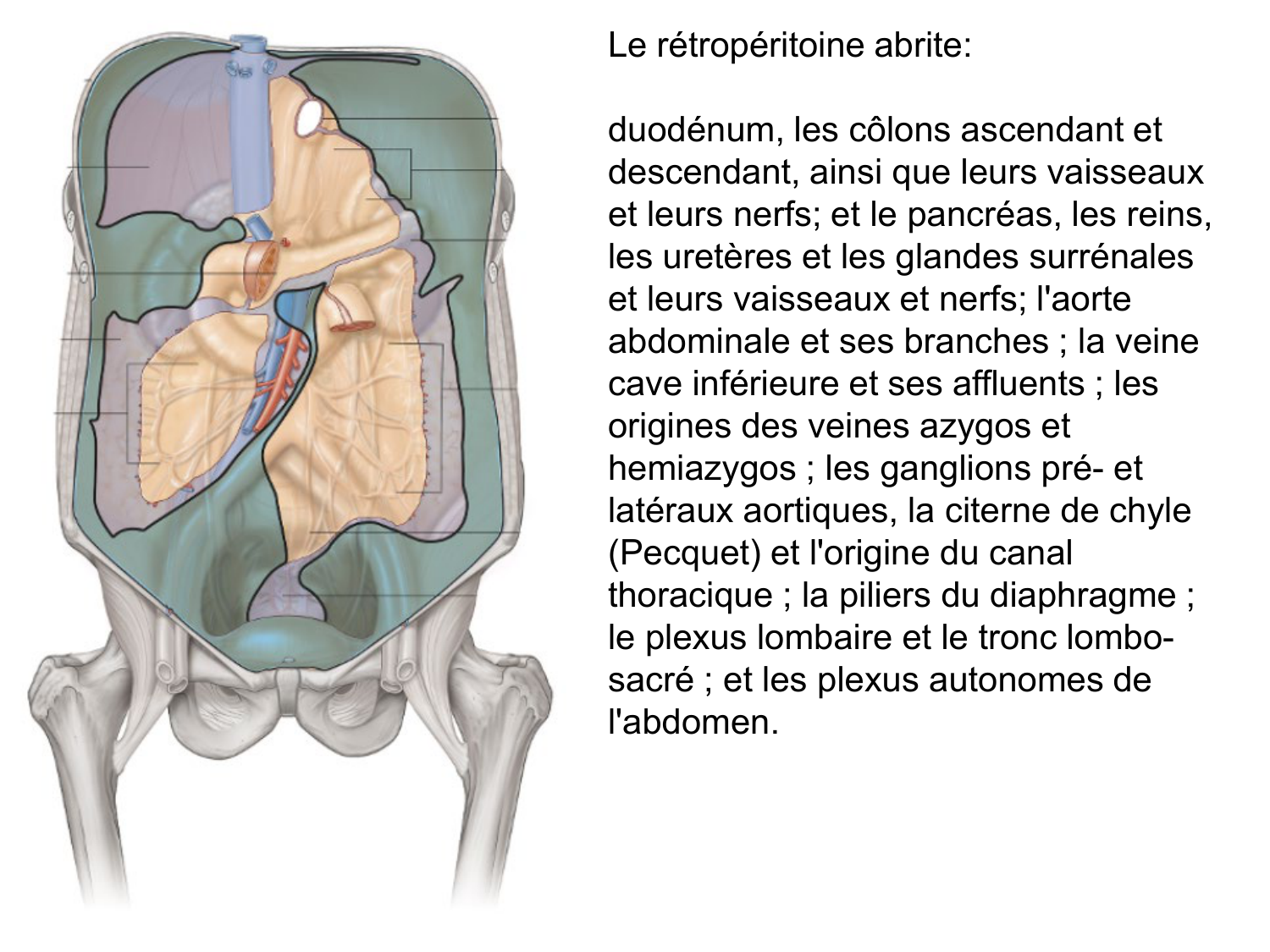 Rein, voies urinaires et retropéritoine page 6