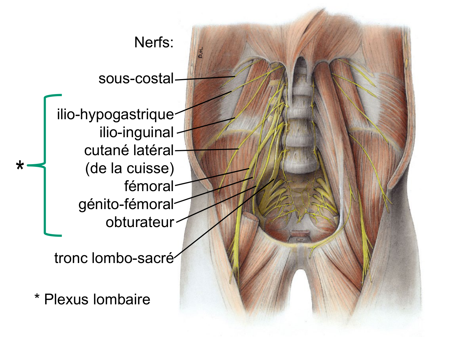 Rein, voies urinaires et retropéritoine page 7