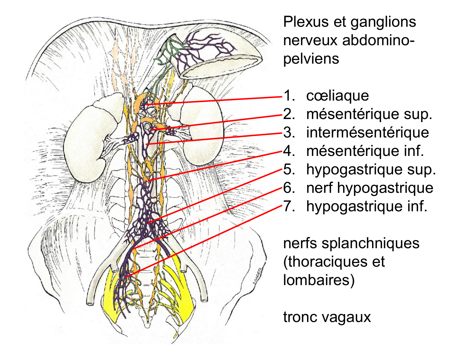 Rein, voies urinaires et retropéritoine page 8