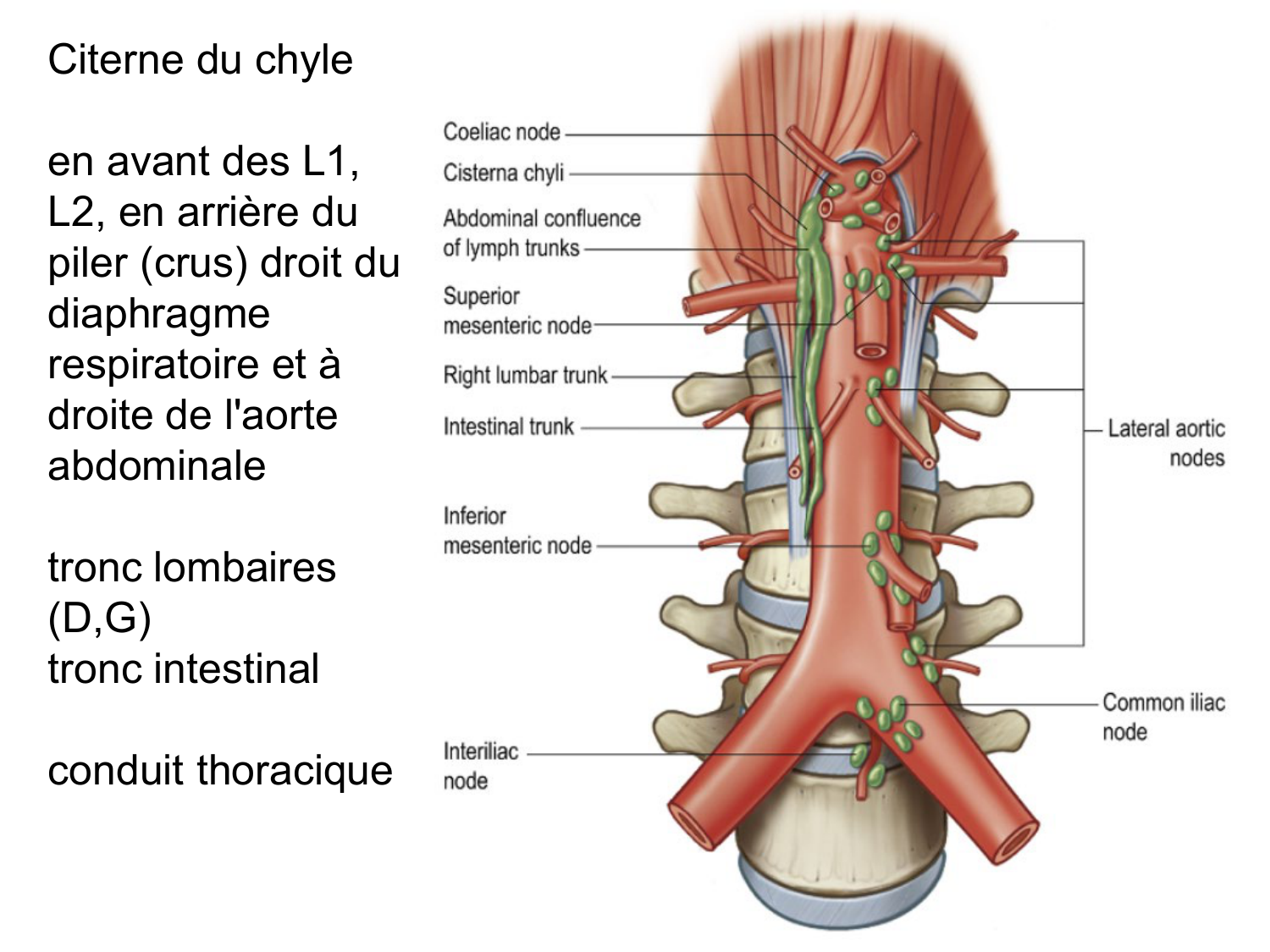 Rein, voies urinaires et retropéritoine page 9