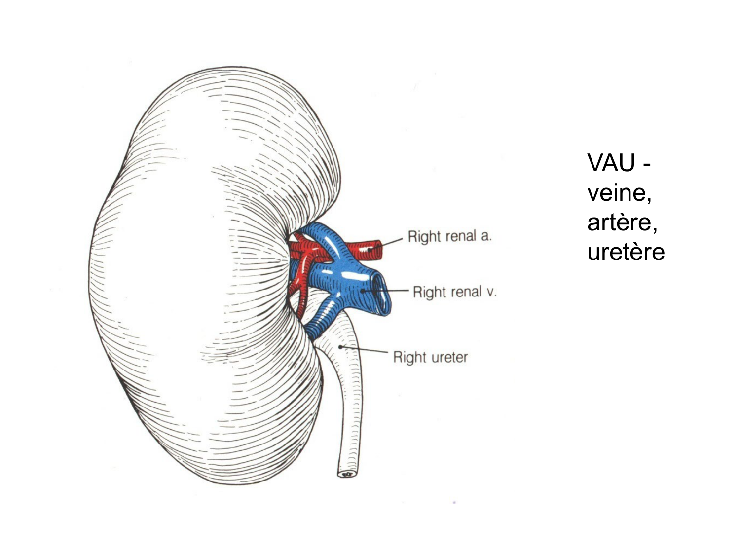 Rein, voies urinaires et retropéritoine page 20