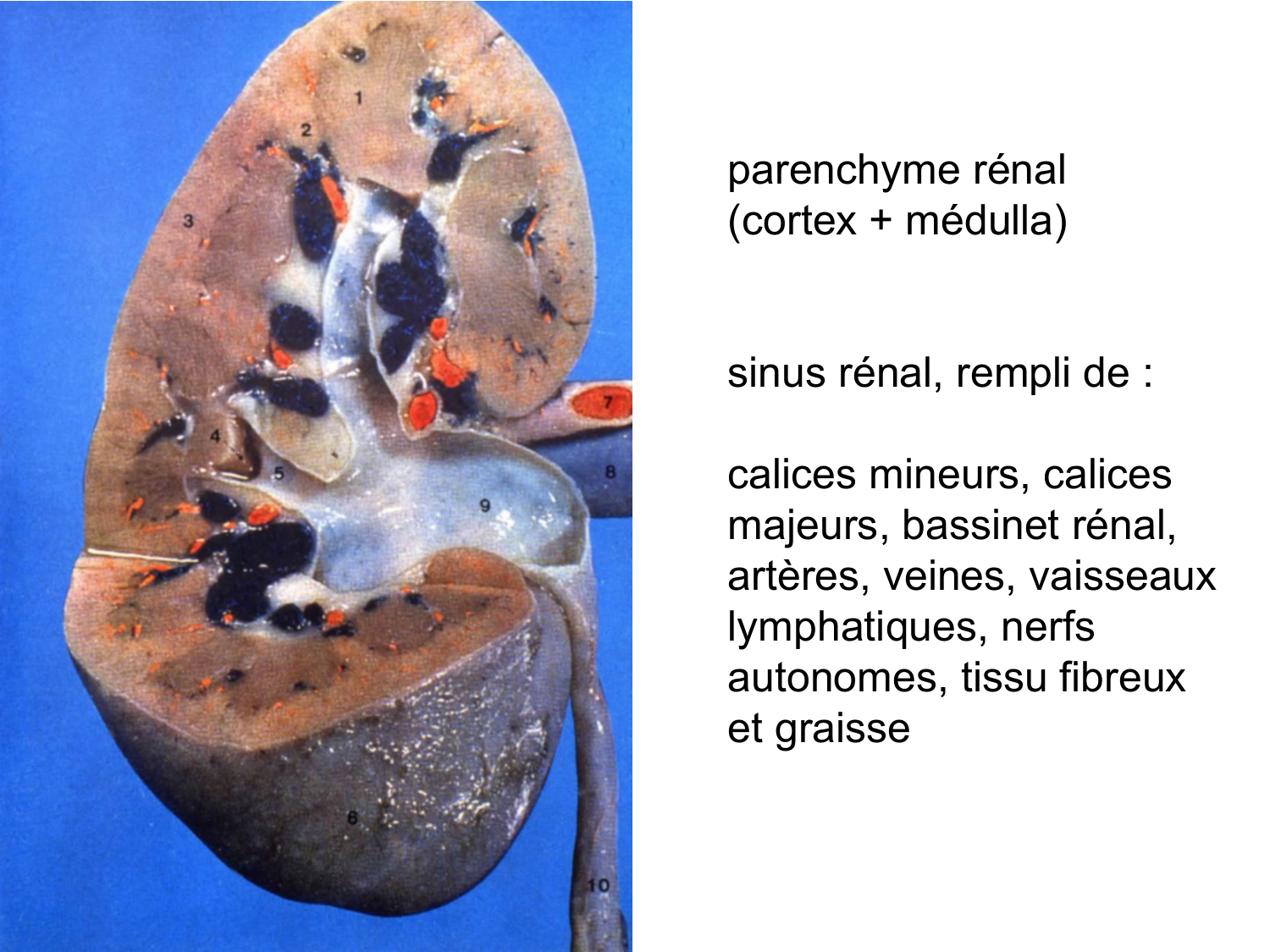 Rein, voies urinaires et retropéritoine page 23