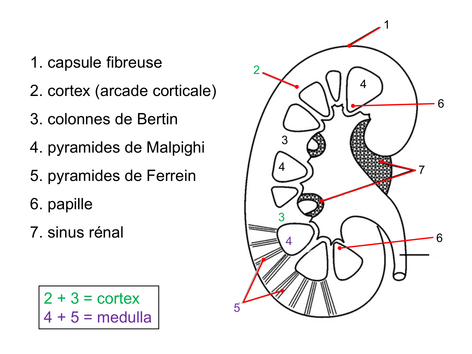 Rein, voies urinaires et retropéritoine page 24