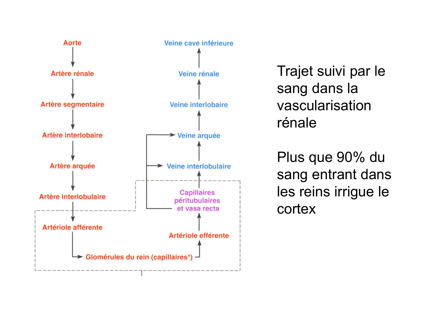 Rein, voies urinaires et retropéritoine page 30
