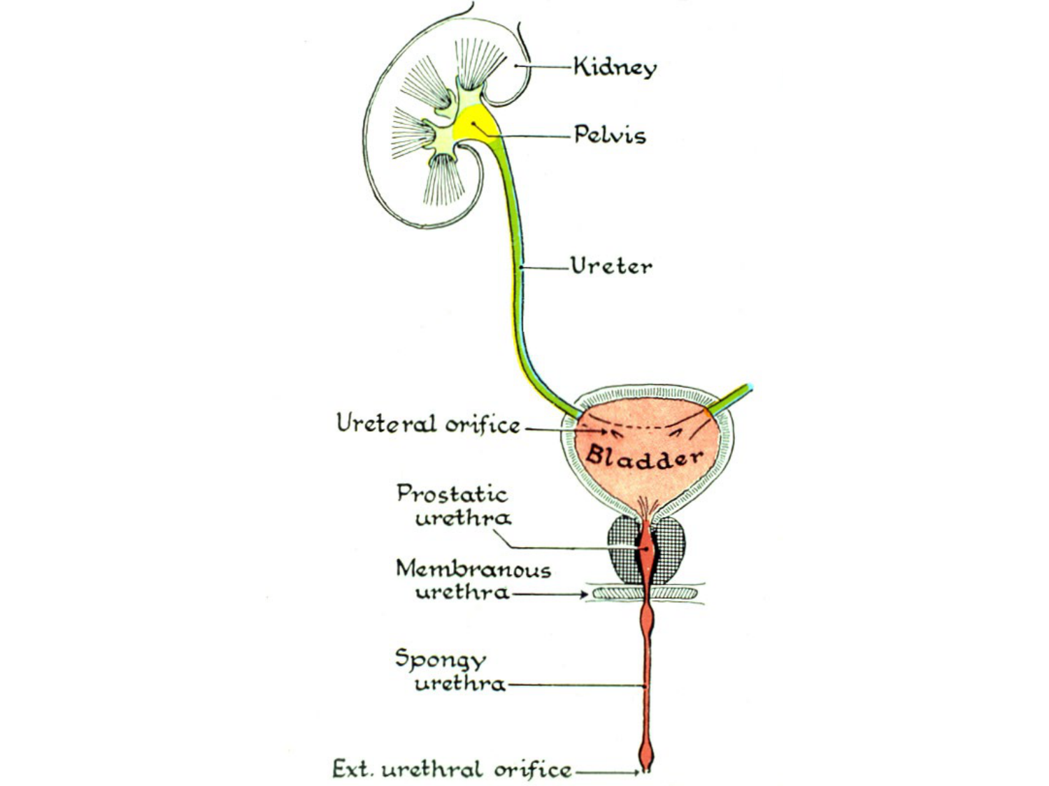 Rein, voies urinaires et retropéritoine page 41