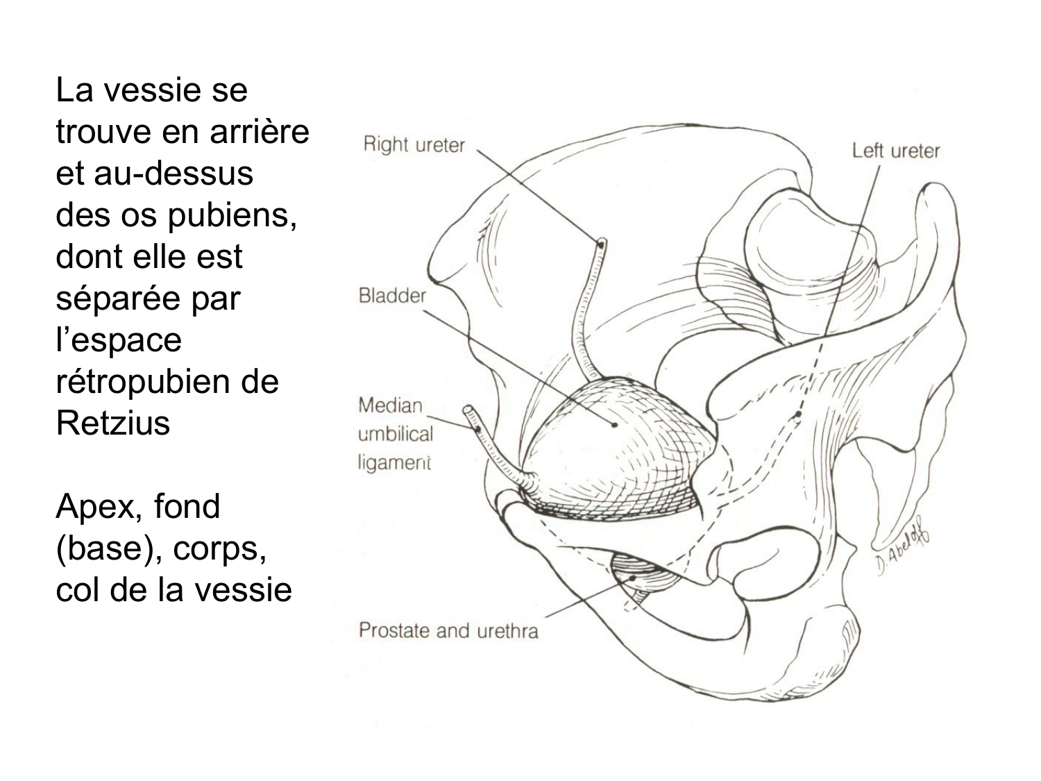 Rein, voies urinaires et retropéritoine page 61
