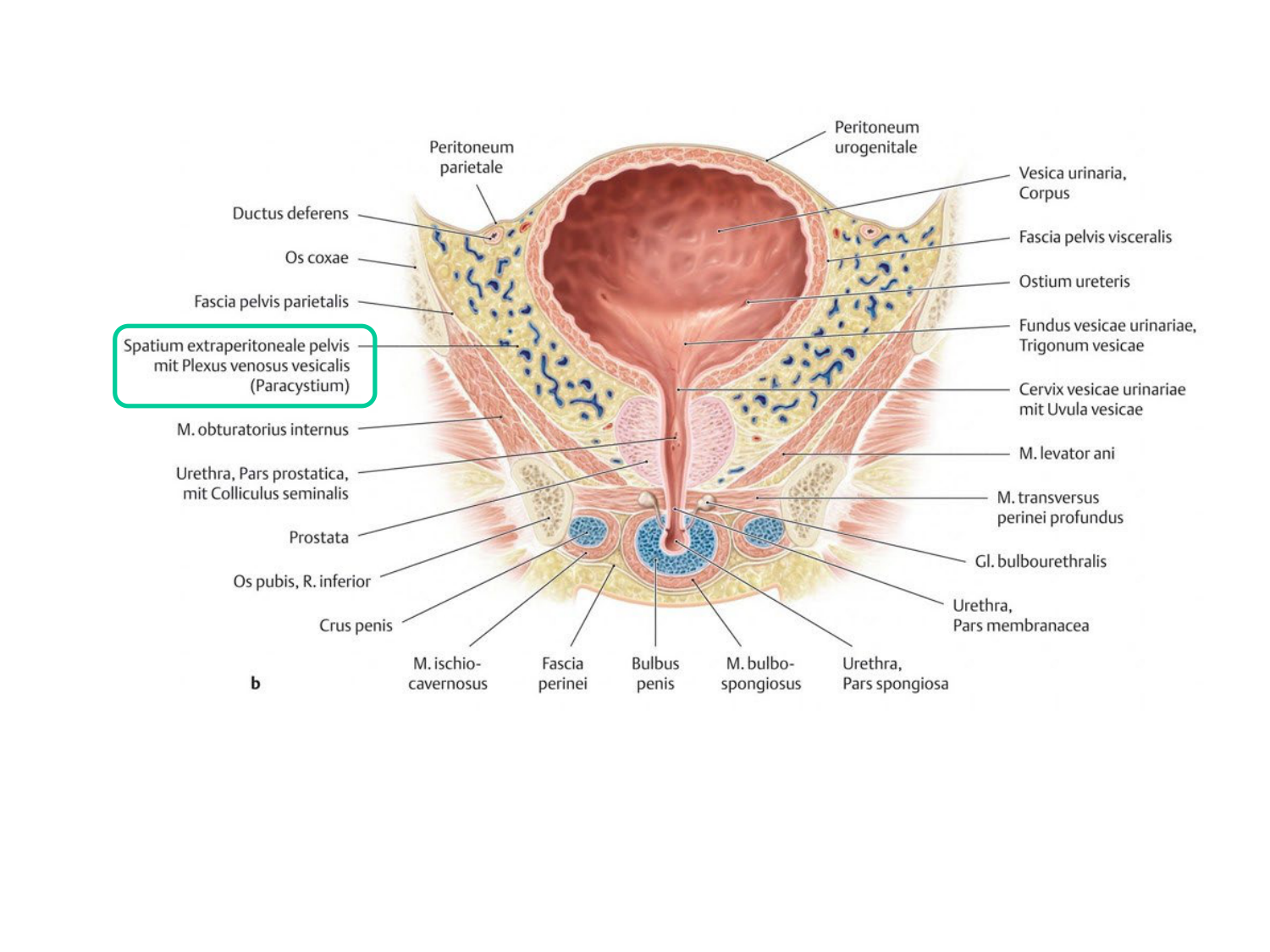 Rein, voies urinaires et retropéritoine page 68