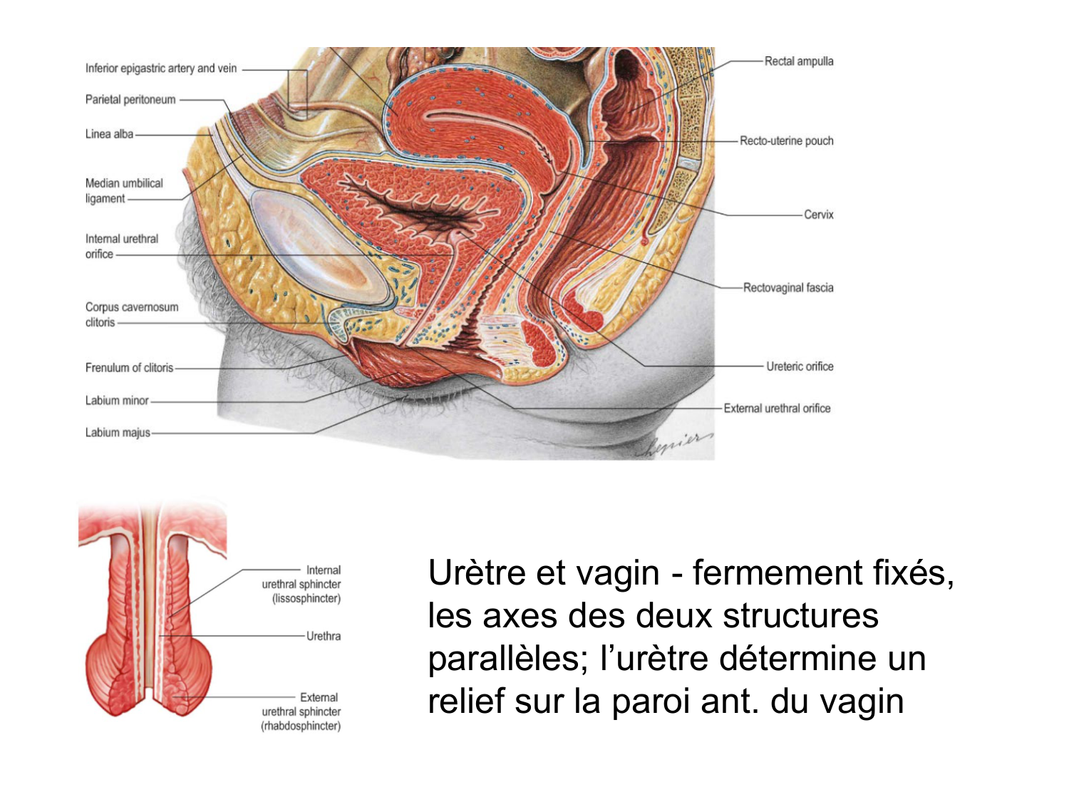 Rein, voies urinaires et retropéritoine page 77