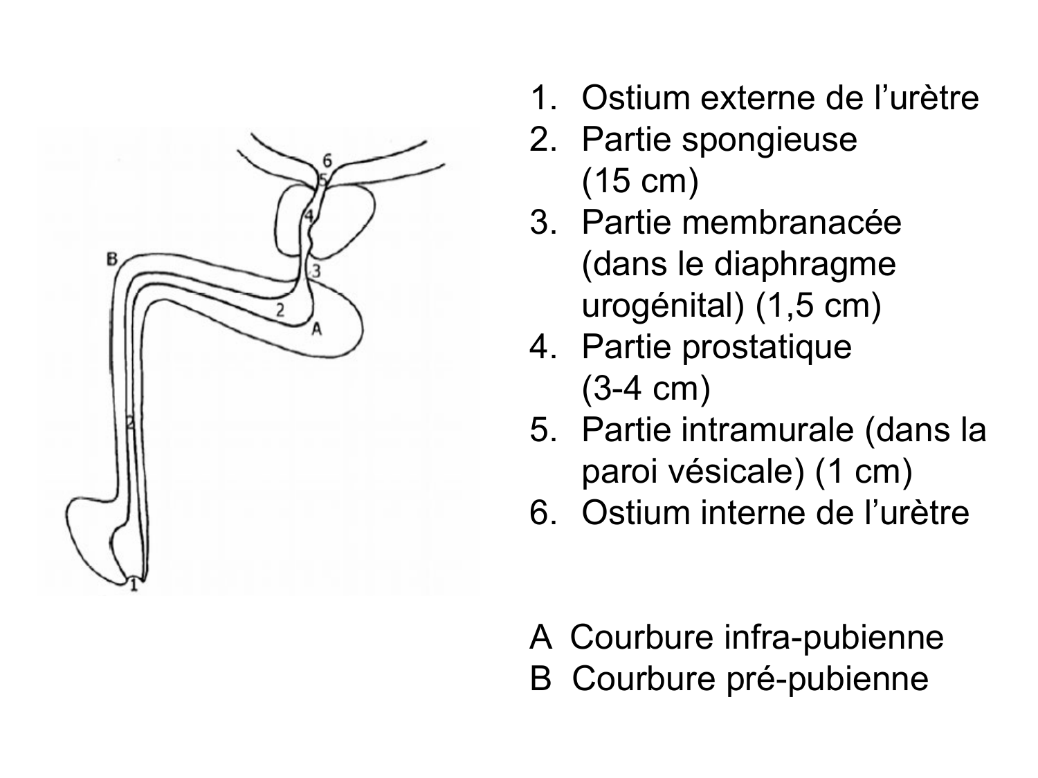 Rein, voies urinaires et retropéritoine page 79