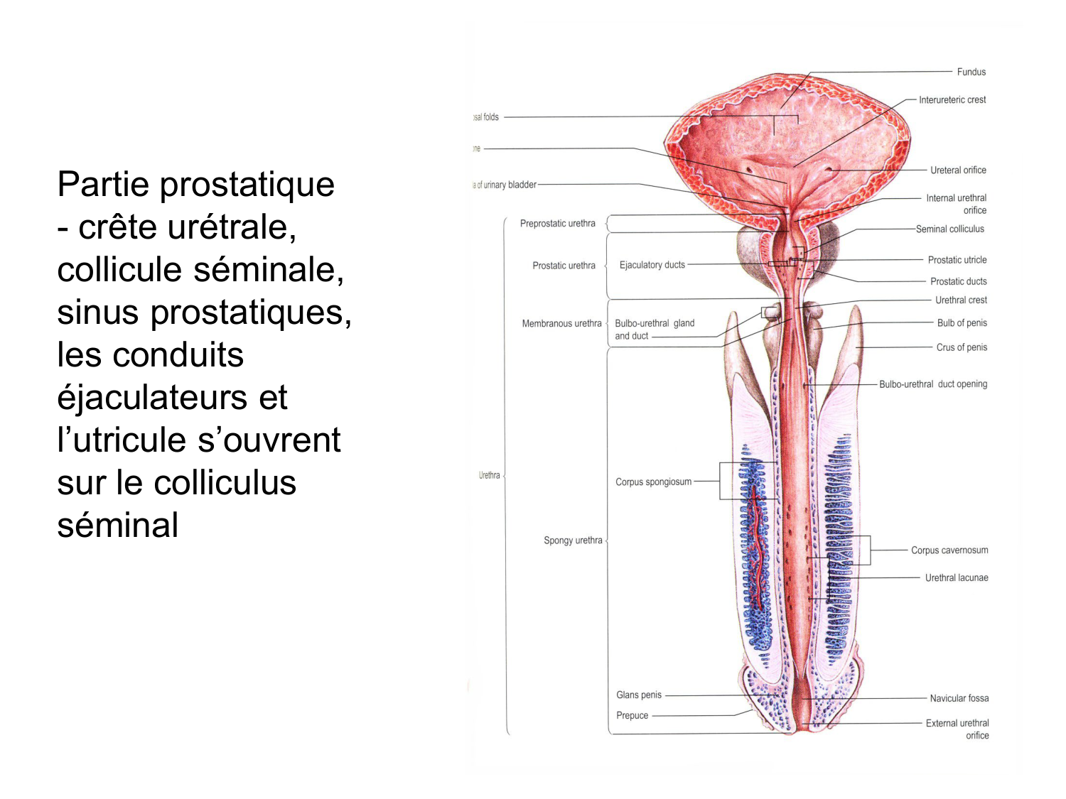 Rein, voies urinaires et retropéritoine page 80