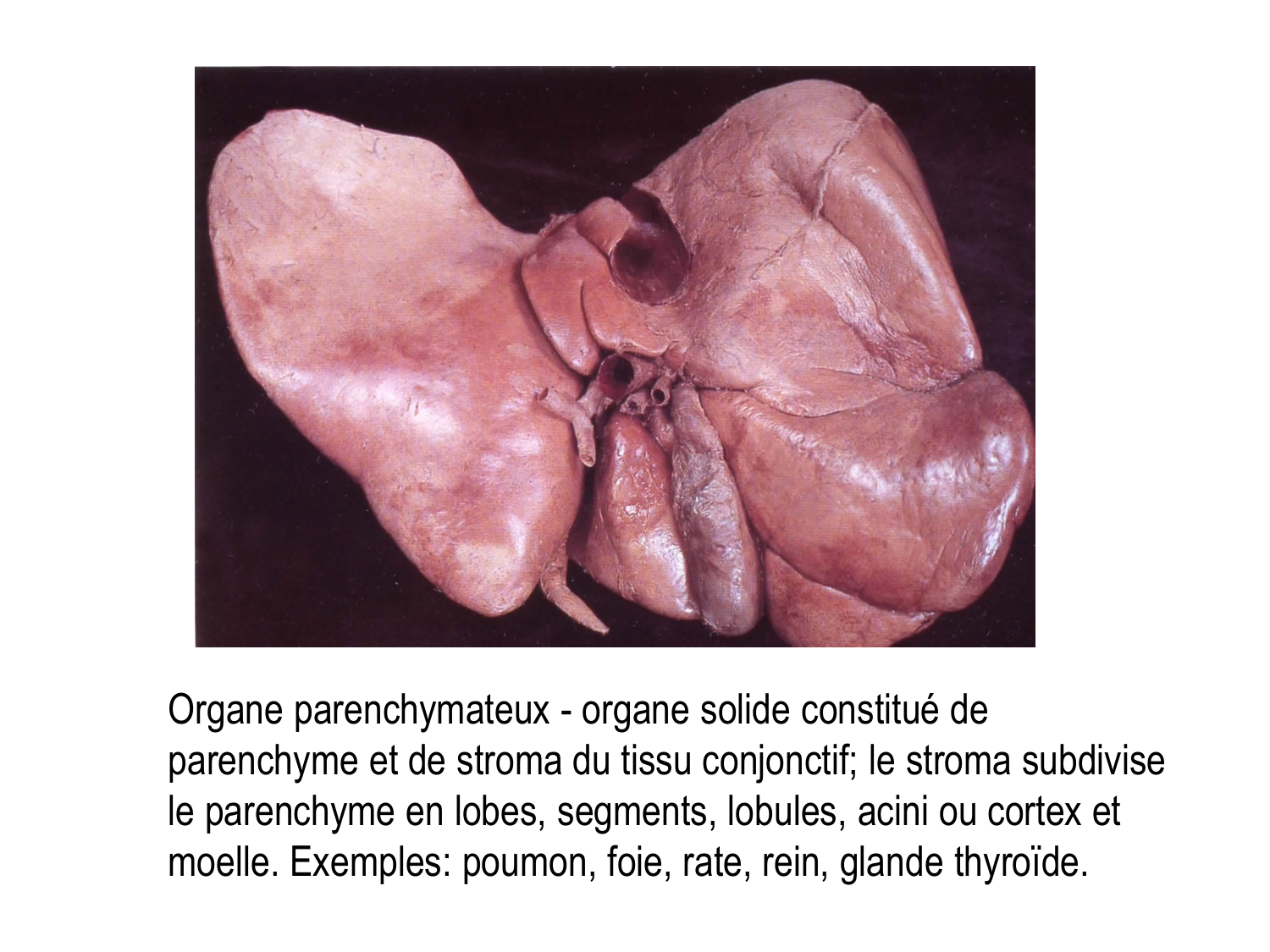 Splanchnologie generale; Pelvis-Perinée système reproducteur (homme et femme)1 page 5