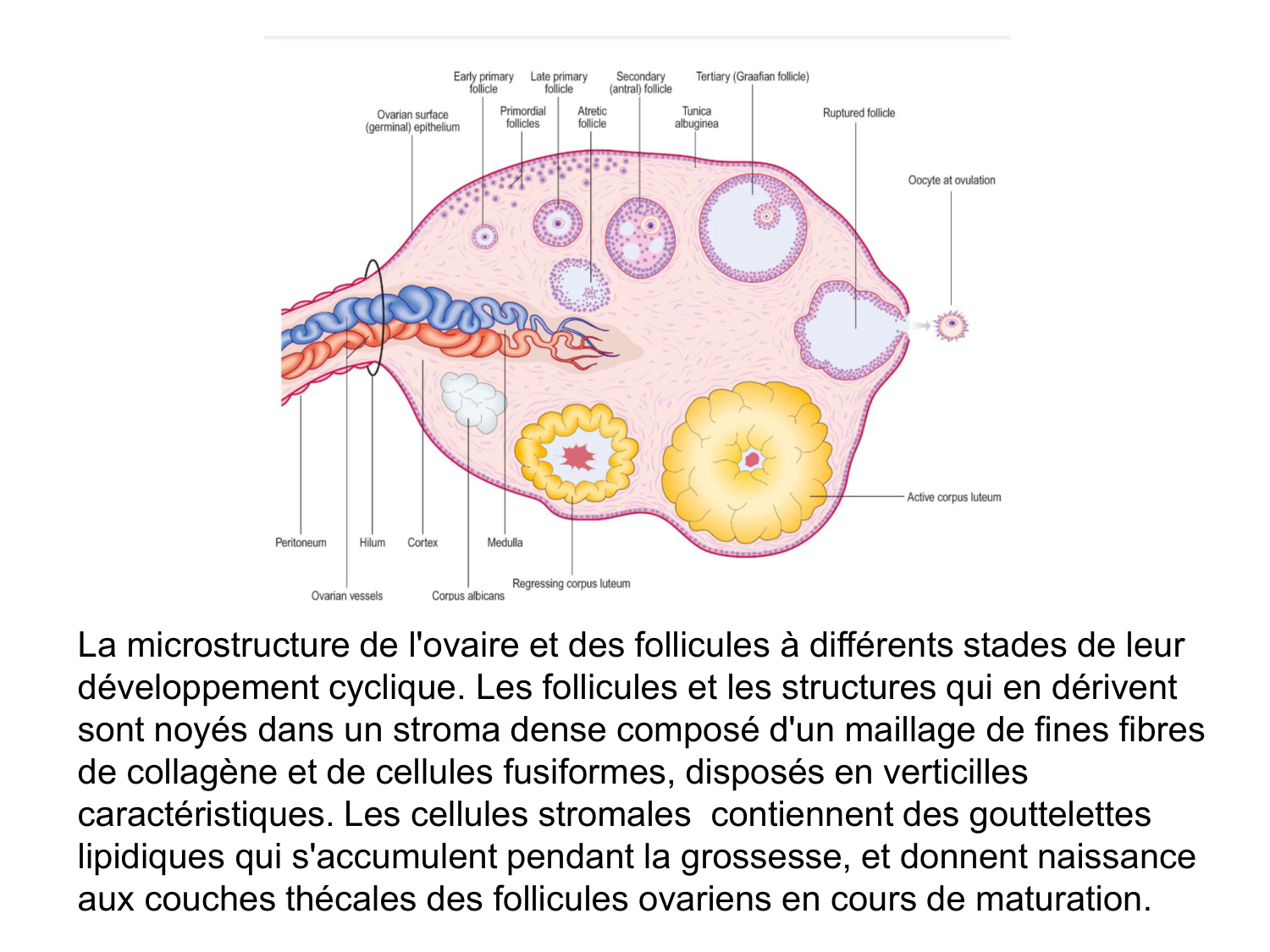 Splanchnologie generale; Pelvis-Perinée système reproducteur (homme et femme)1 page 7