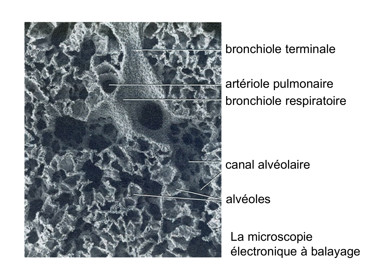 Splanchnologie generale; Pelvis-Perinée système reproducteur (homme et femme)1 page 10