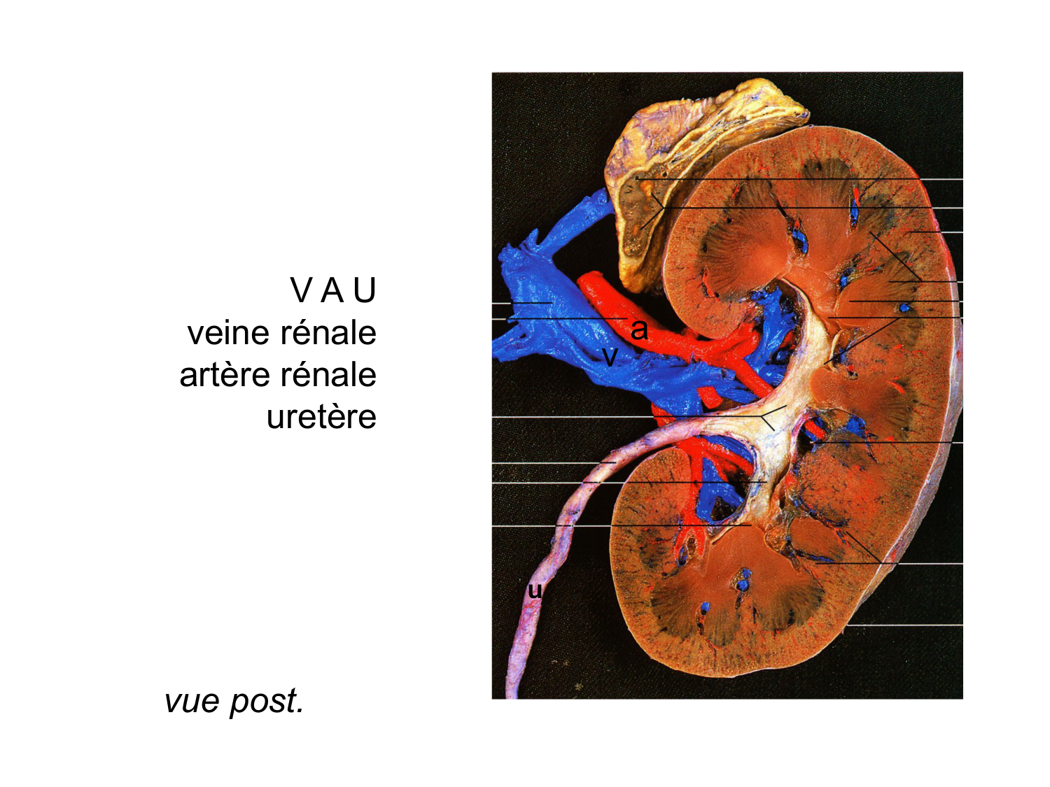 Splanchnologie generale; Pelvis-Perinée système reproducteur (homme et femme)1 page 12