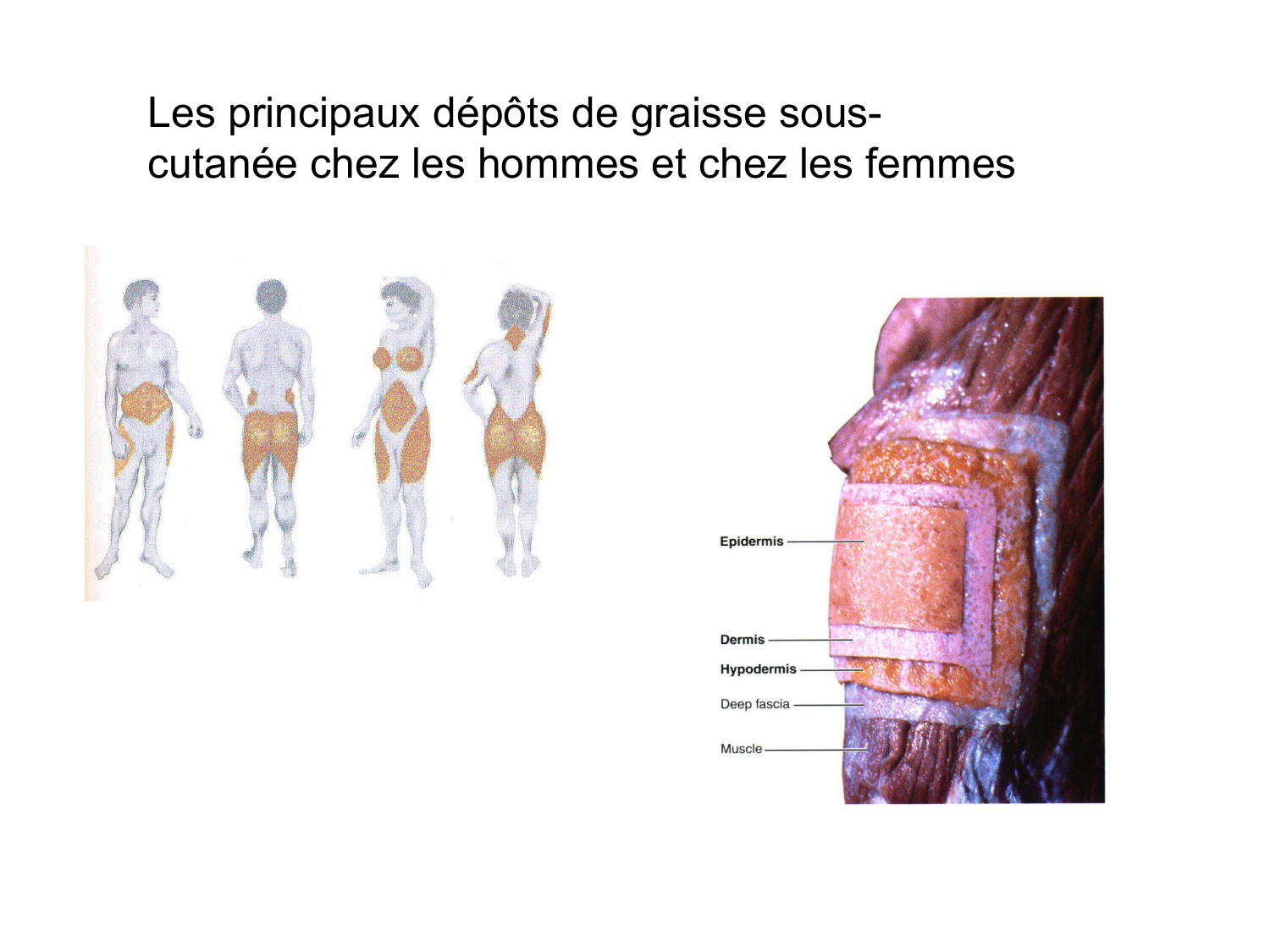 Splanchnologie generale; Pelvis-Perinée système reproducteur (homme et femme)1 page 19