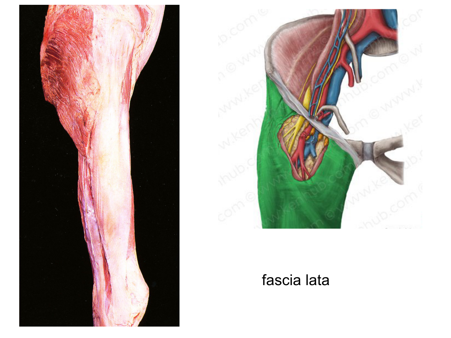 Splanchnologie generale; Pelvis-Perinée système reproducteur (homme et femme)1 page 22