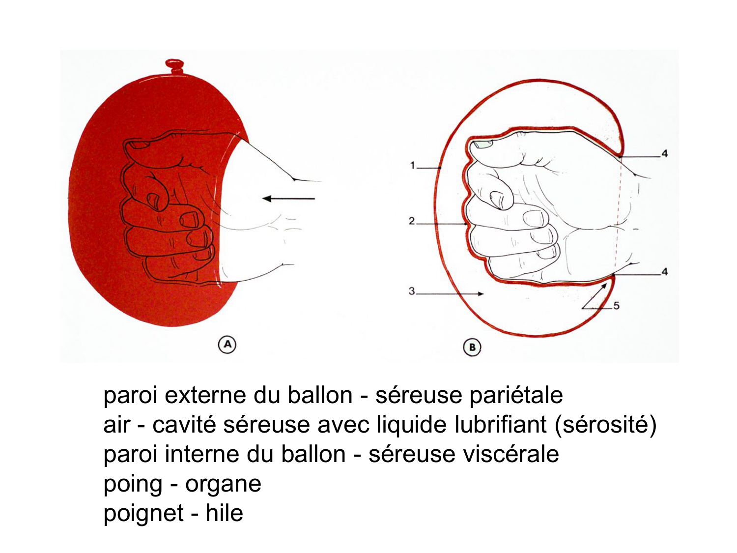Splanchnologie generale; Pelvis-Perinée système reproducteur (homme et femme)1 page 28