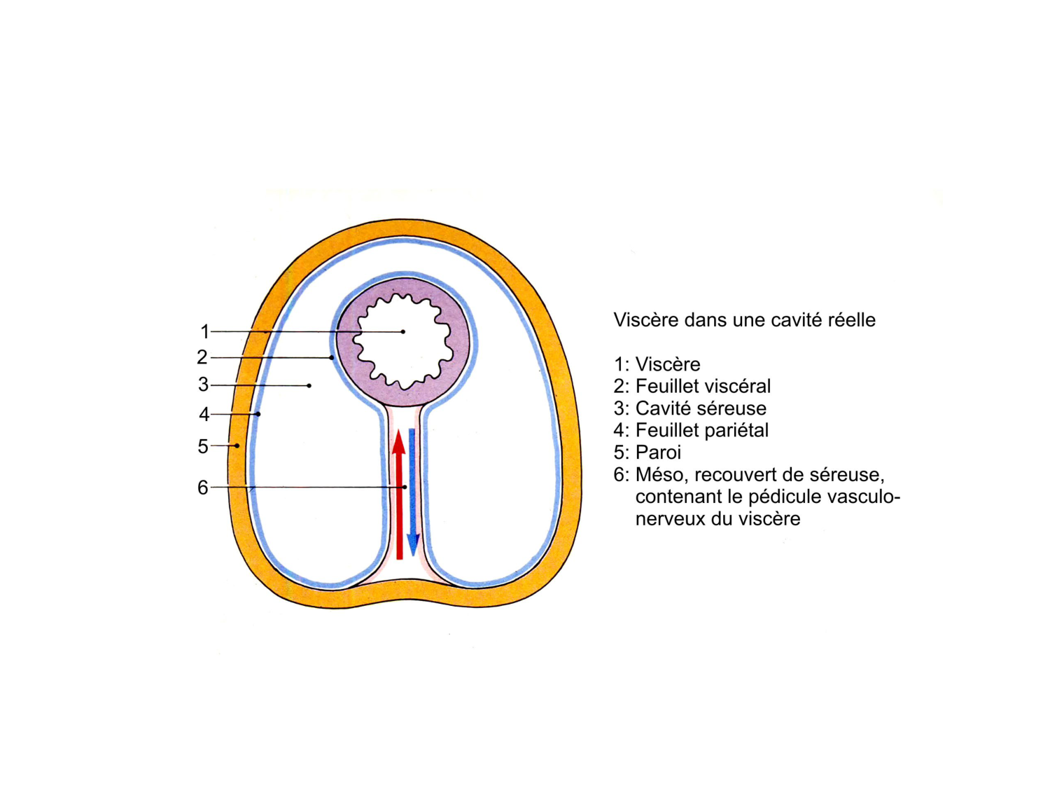 Splanchnologie generale; Pelvis-Perinée système reproducteur (homme et femme)1 page 30