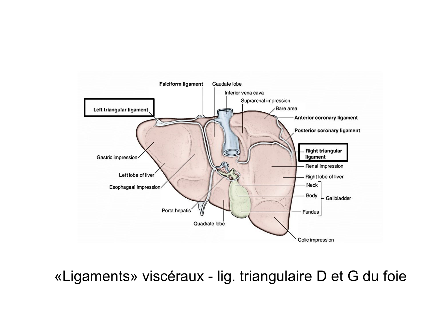 Splanchnologie generale; Pelvis-Perinée système reproducteur (homme et femme)1 page 37