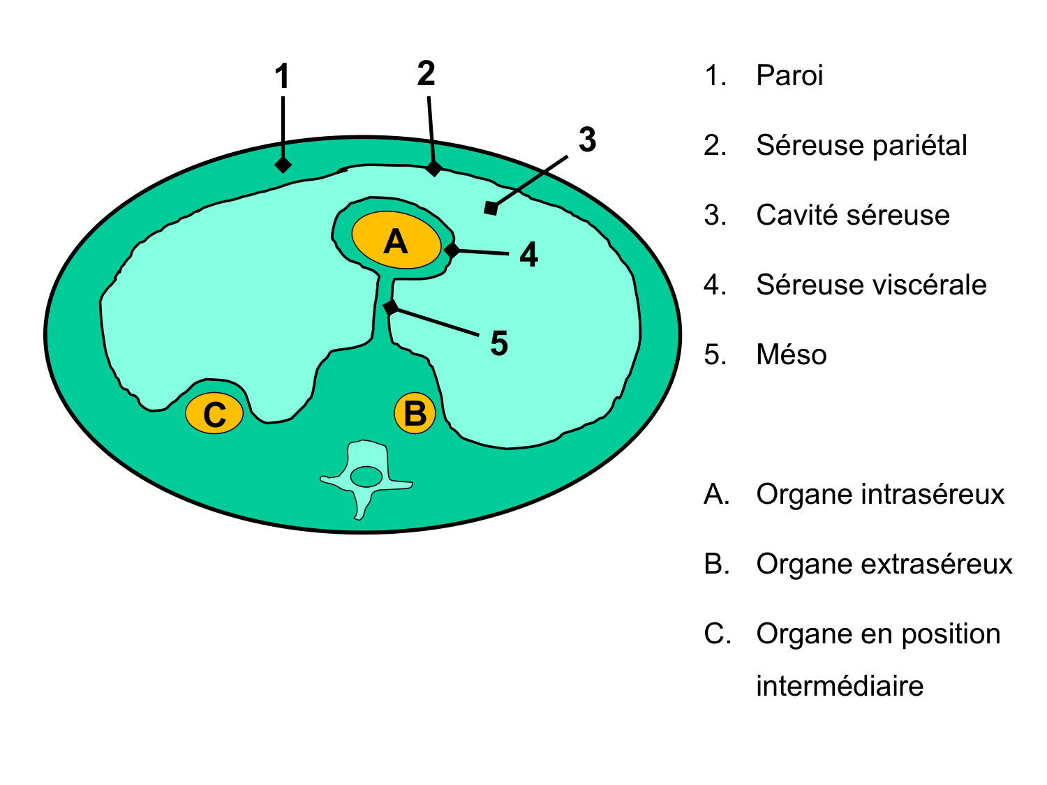 Splanchnologie generale; Pelvis-Perinée système reproducteur (homme et femme)1 page 39