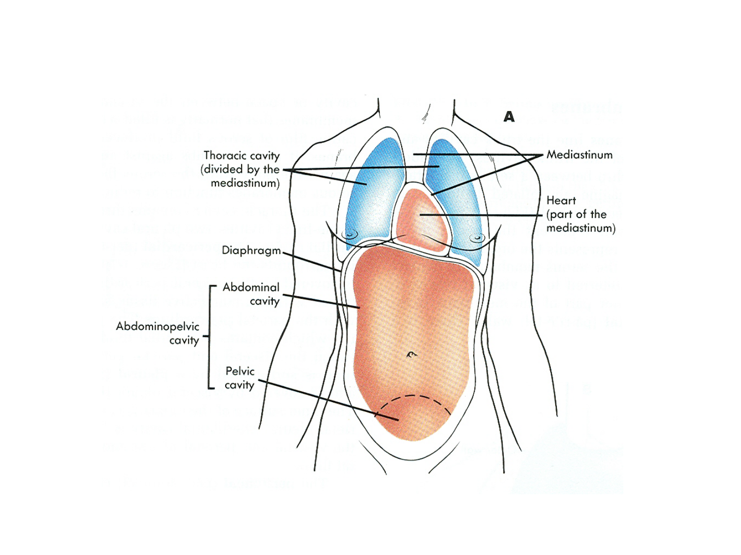 Splanchnologie generale; Pelvis-Perinée système reproducteur (homme et femme)1 page 40