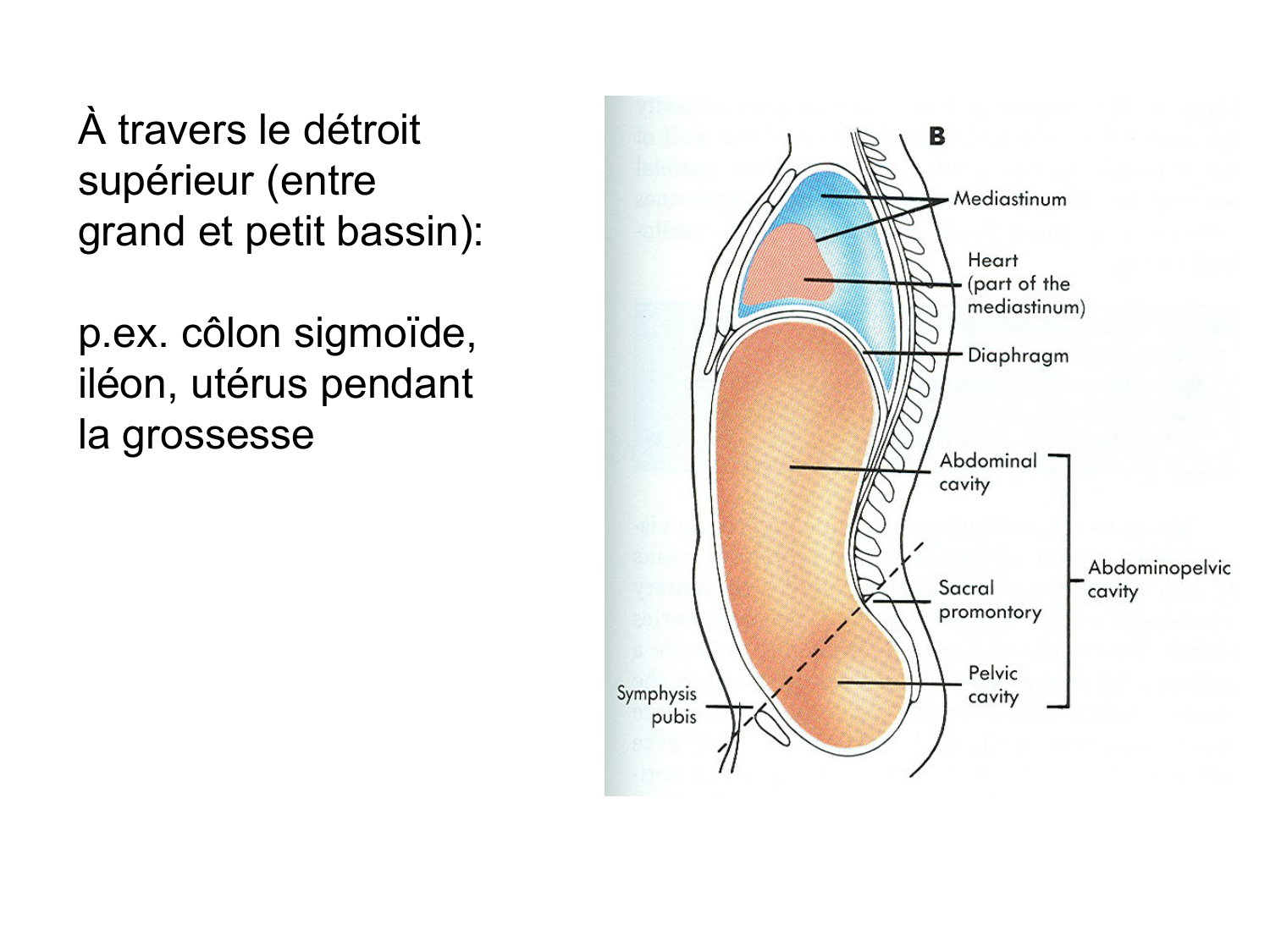 Splanchnologie generale; Pelvis-Perinée système reproducteur (homme et femme)1 page 41