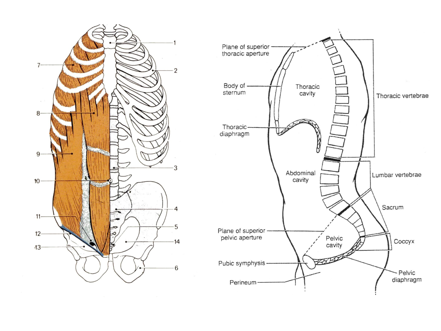 Splanchnologie generale; Pelvis-Perinée système reproducteur (homme et femme)1 page 42