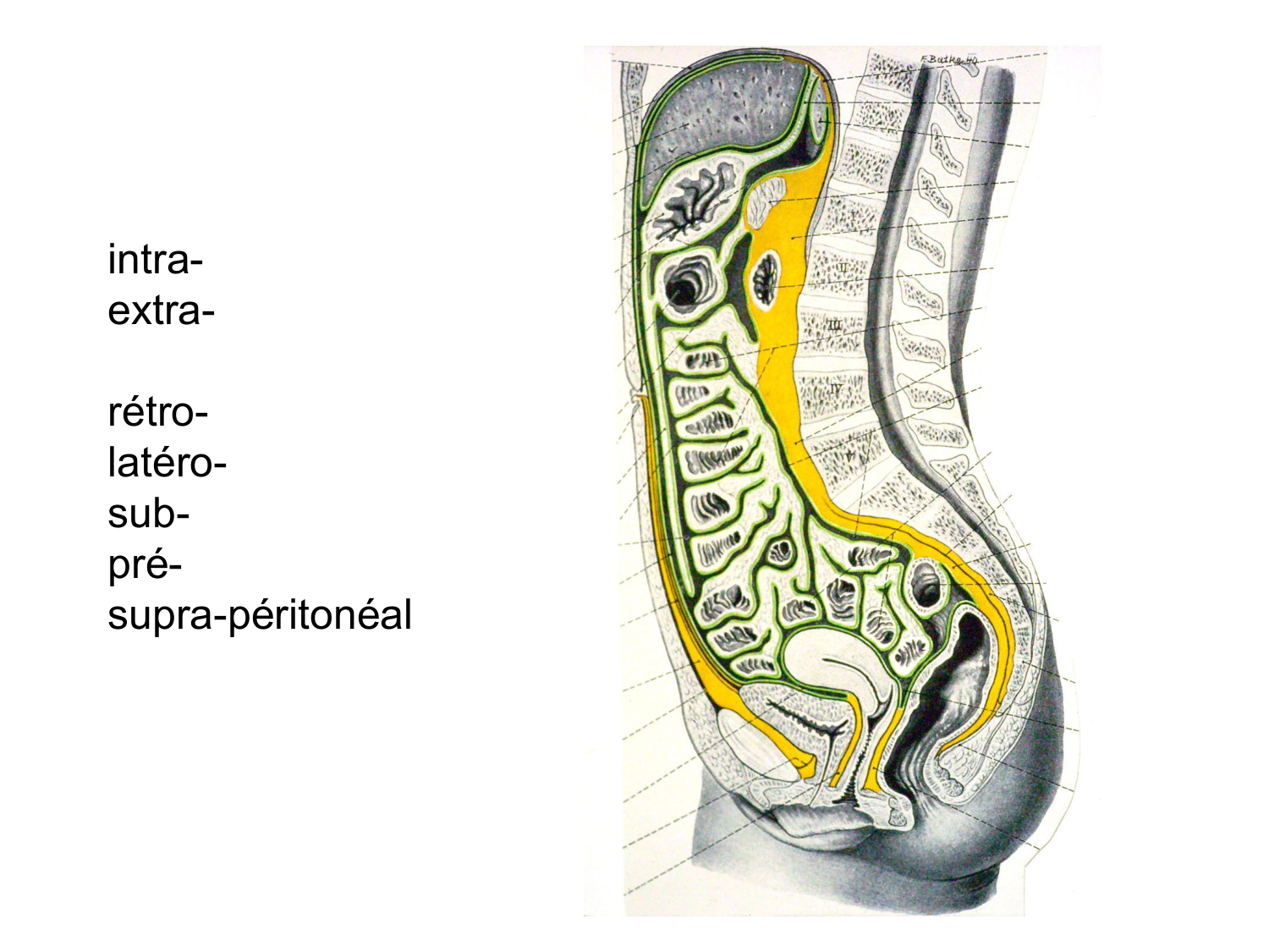 Splanchnologie generale; Pelvis-Perinée système reproducteur (homme et femme)1 page 43