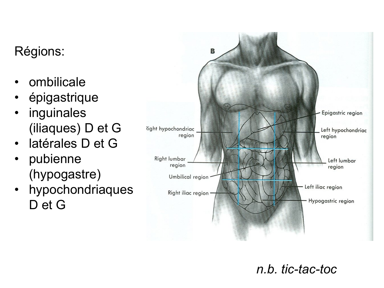 Splanchnologie generale; Pelvis-Perinée système reproducteur (homme et femme)1 page 50