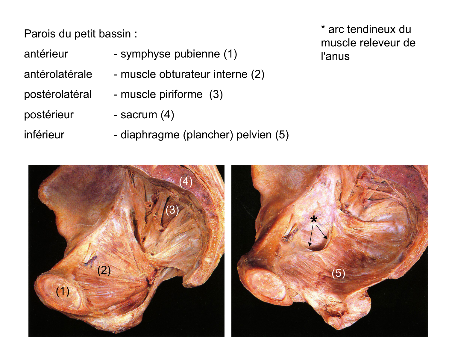 Splanchnologie generale; Pelvis-Perinée système reproducteur (homme et femme)1 page 62