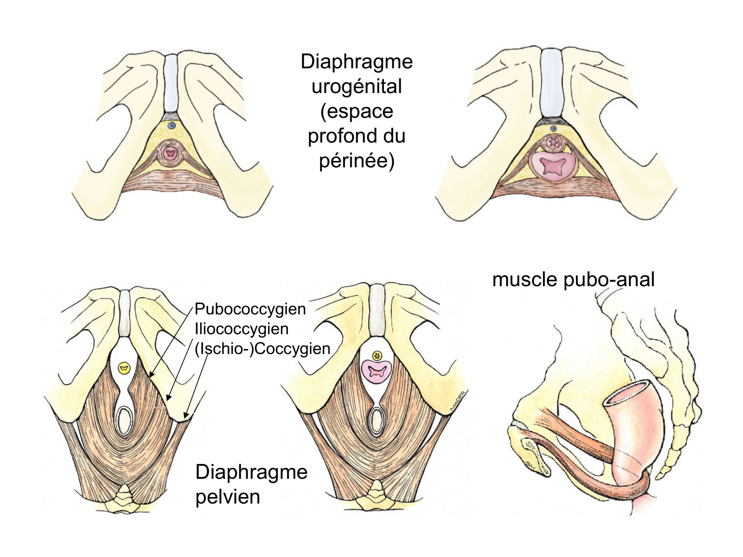 Splanchnologie generale; Pelvis-Perinée système reproducteur (homme et femme)1 page 65