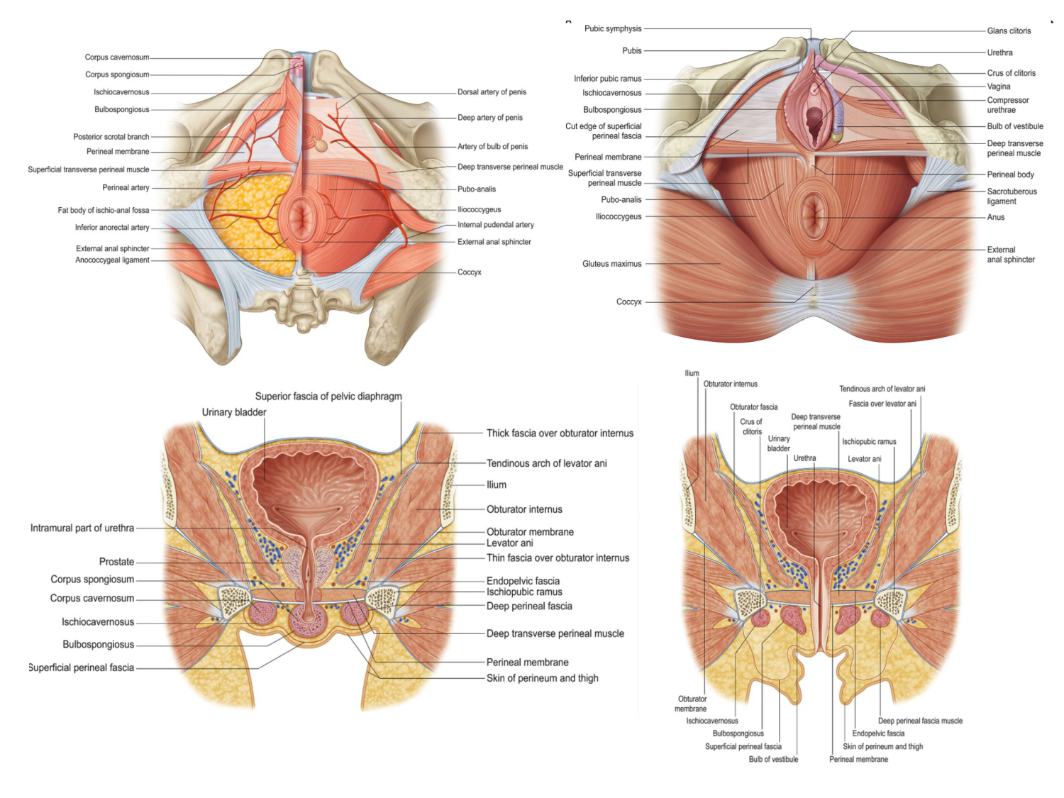 Splanchnologie generale; Pelvis-Perinée système reproducteur (homme et femme)1 page 66
