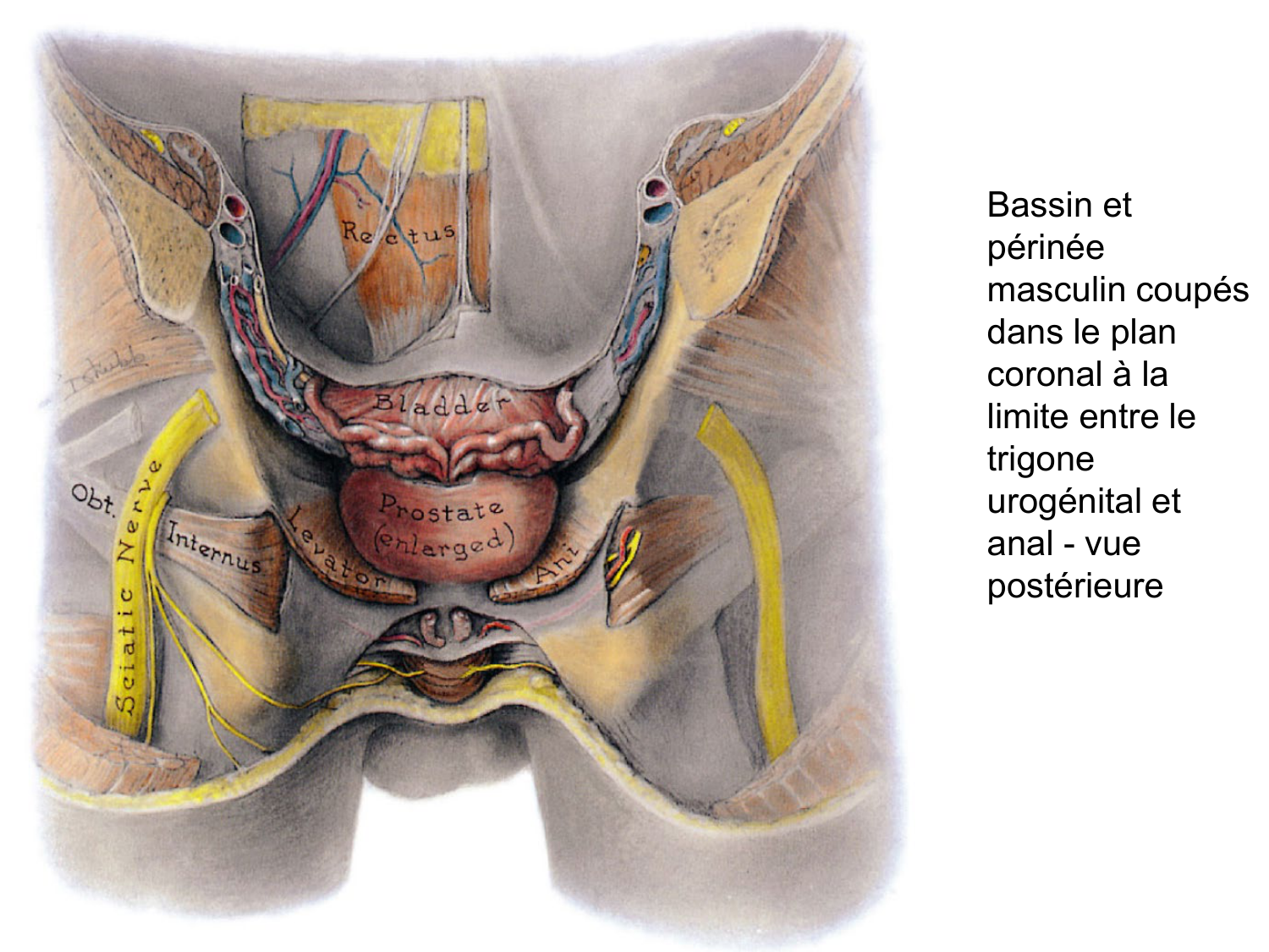 Splanchnologie generale; Pelvis-Perinée système reproducteur (homme et femme)1 page 70