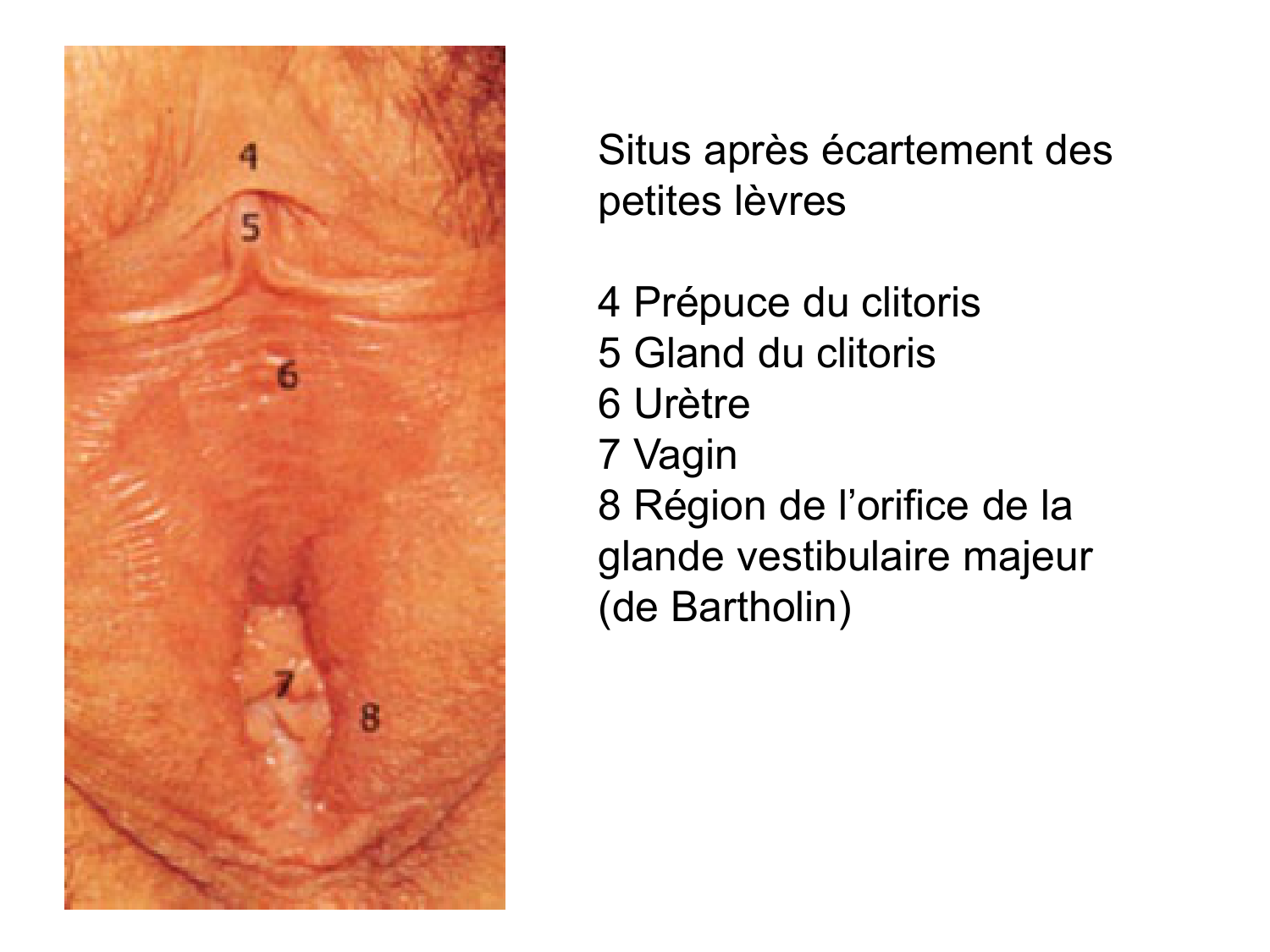 Splanchnologie generale; Pelvis-Perinée système reproducteur (homme et femme)1 page 75