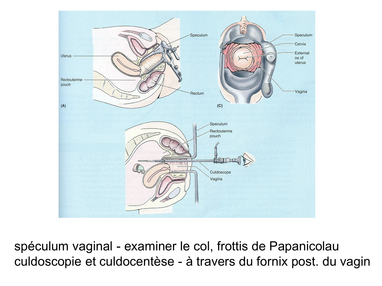 Splanchnologie generale; Pelvis-Perinée système reproducteur (homme et femme)1 page 80